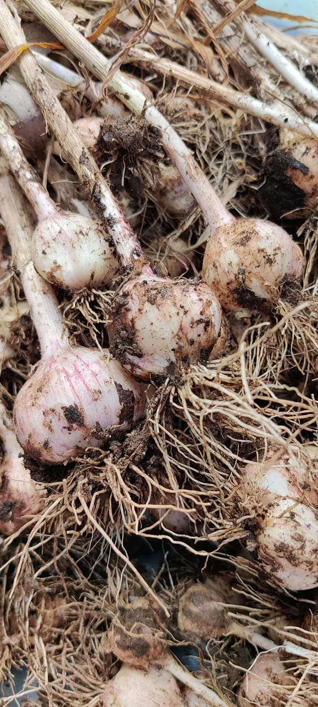 Do you guys cook beef in the oven before dehydrating? dehydrating