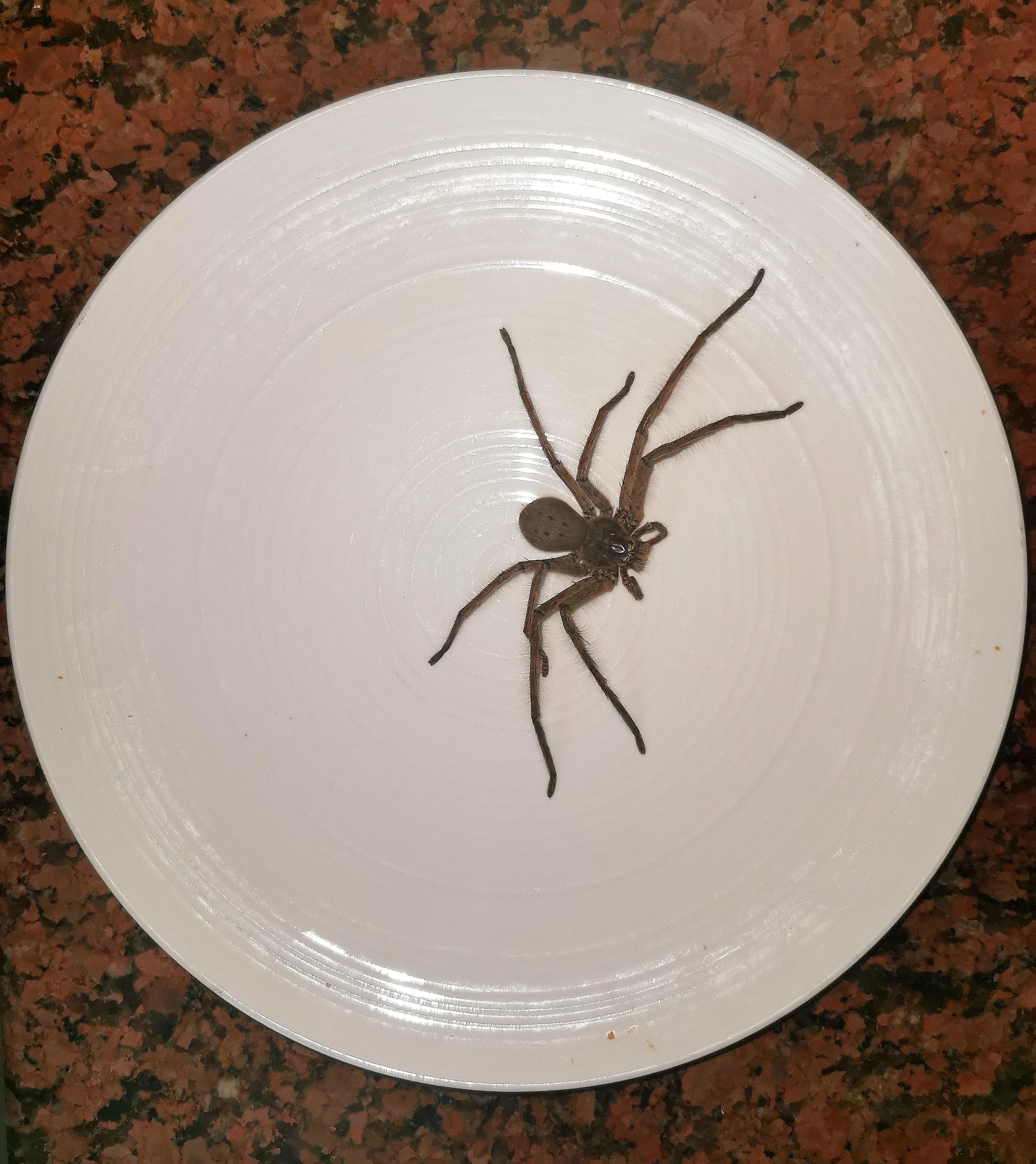 For those of you who think we have "dinner plate sized" huntsmen in
