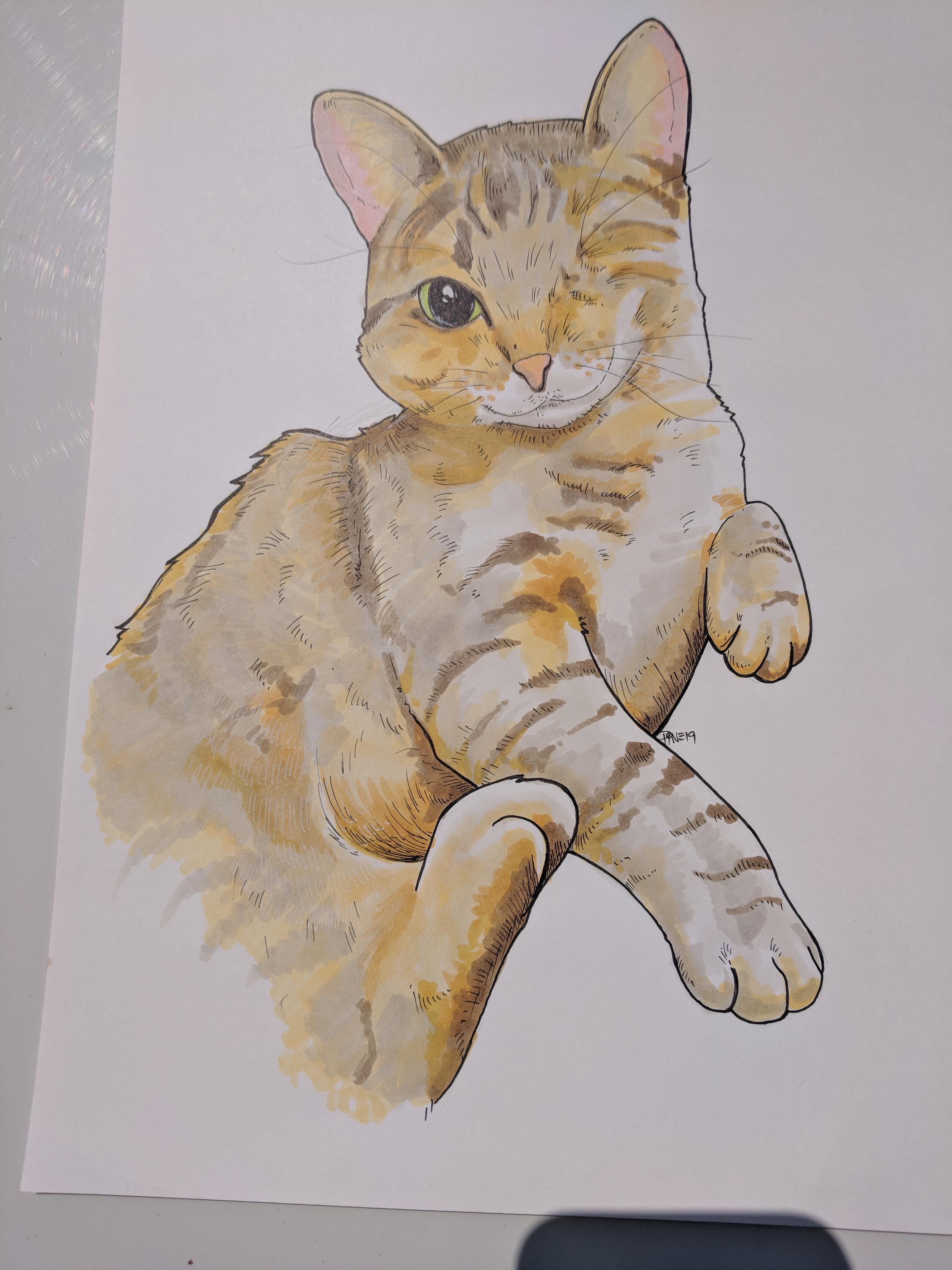 One Eyed Cat Drawing canvasbeaver