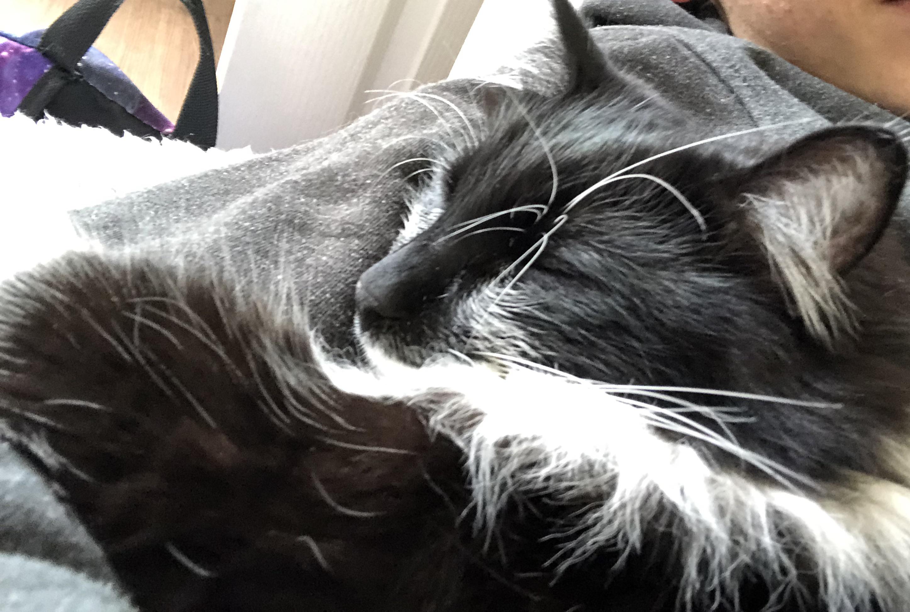 A cat nap r/Eyebleach