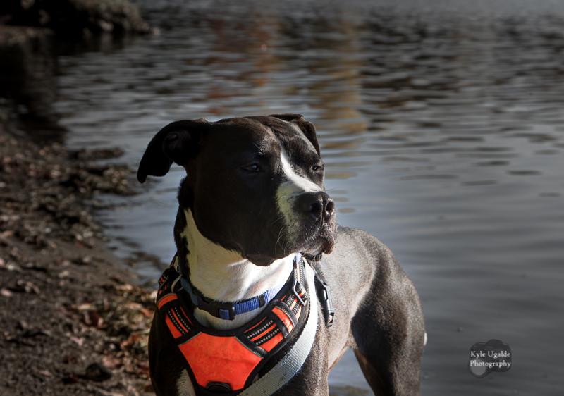 first day at daycare! r/rescuedogs