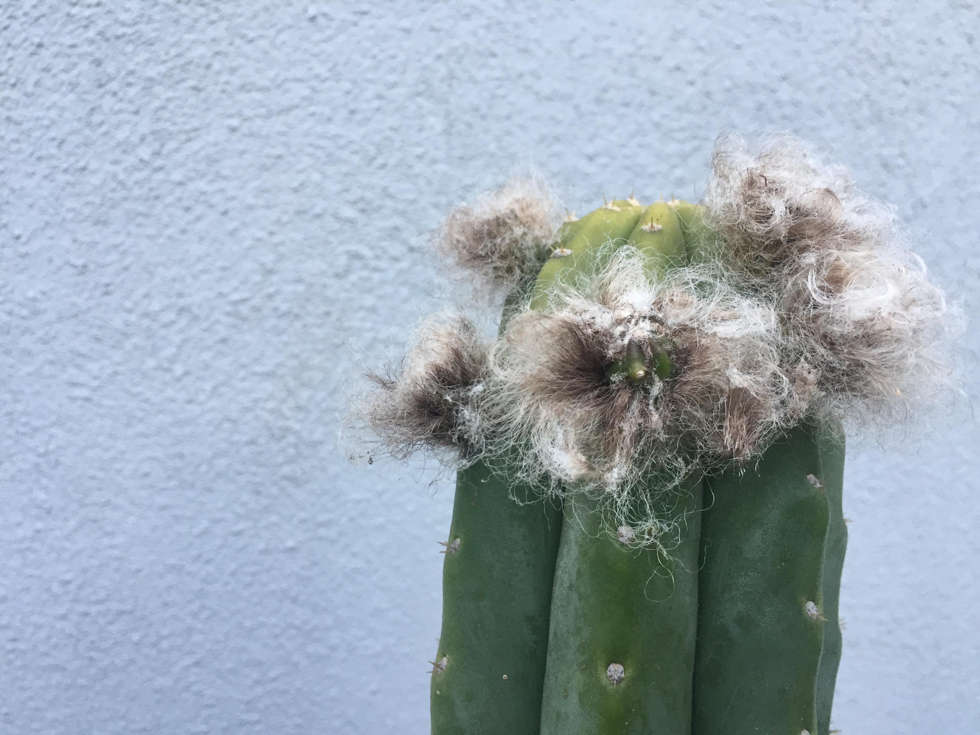 Are these fuzzy balls flowers or new arms? There is a green bulbous
