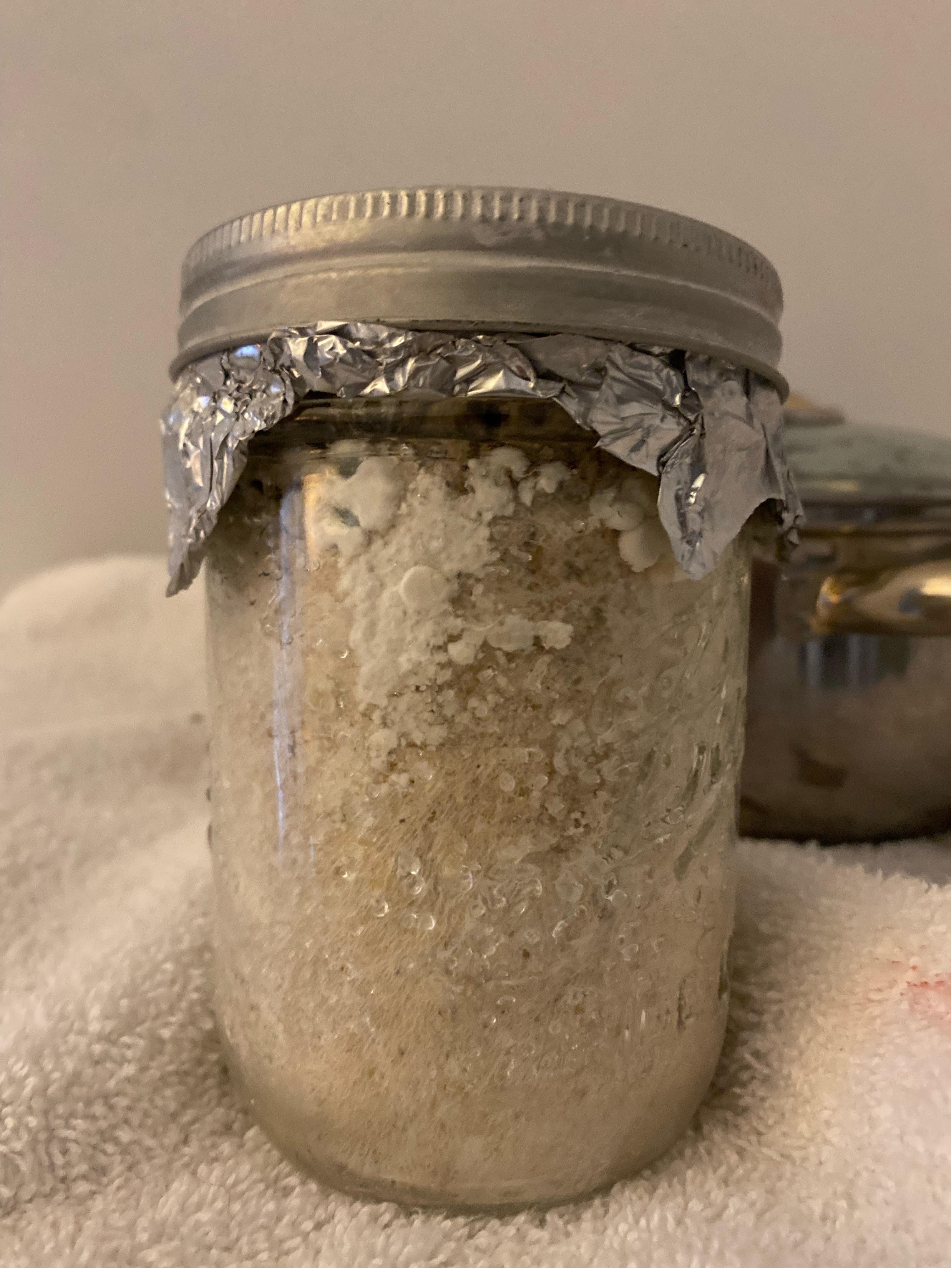 Is this mold on this jar? r/shrooms