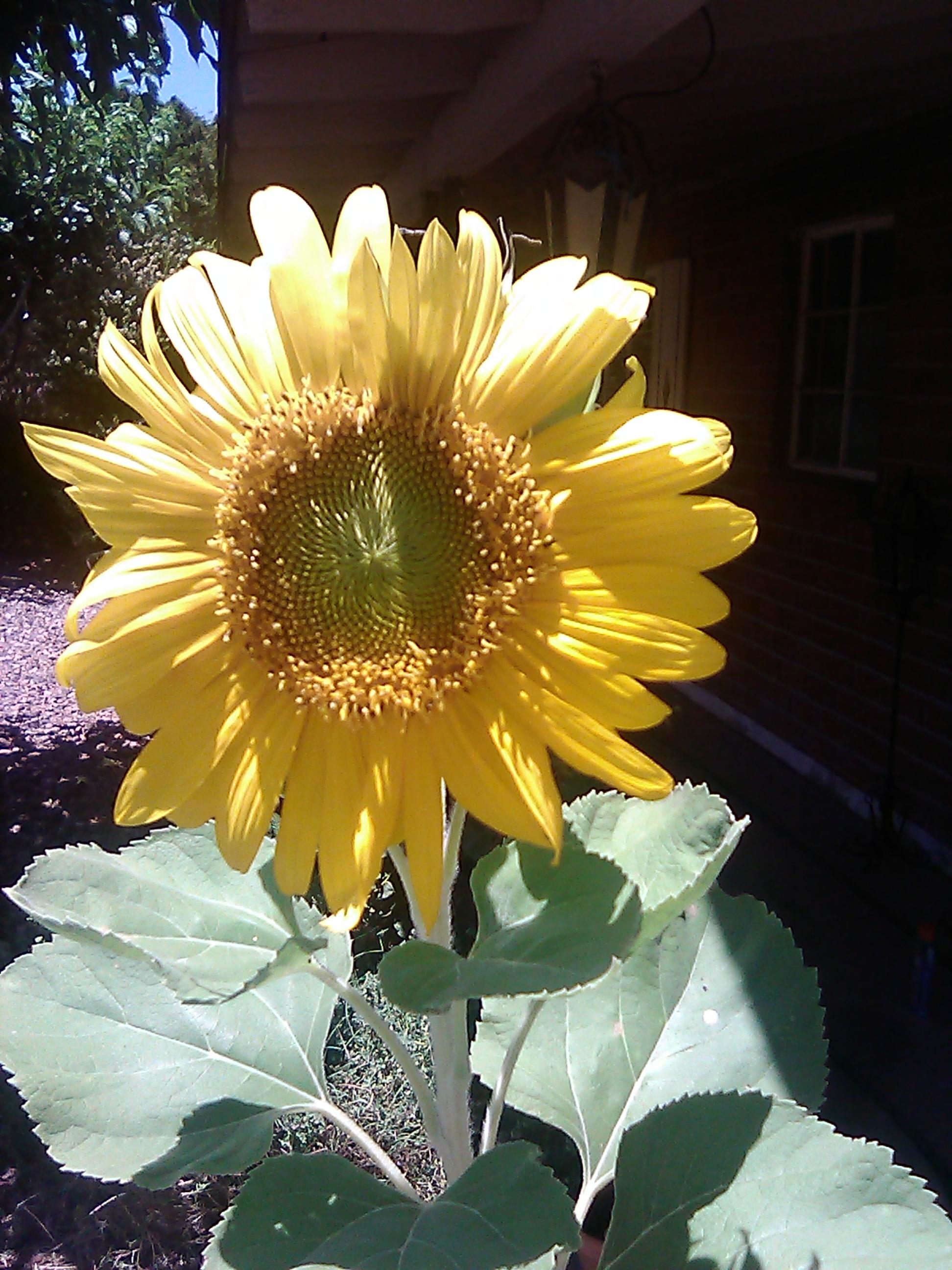 My sunflower just bloomed today! r/sunflowers