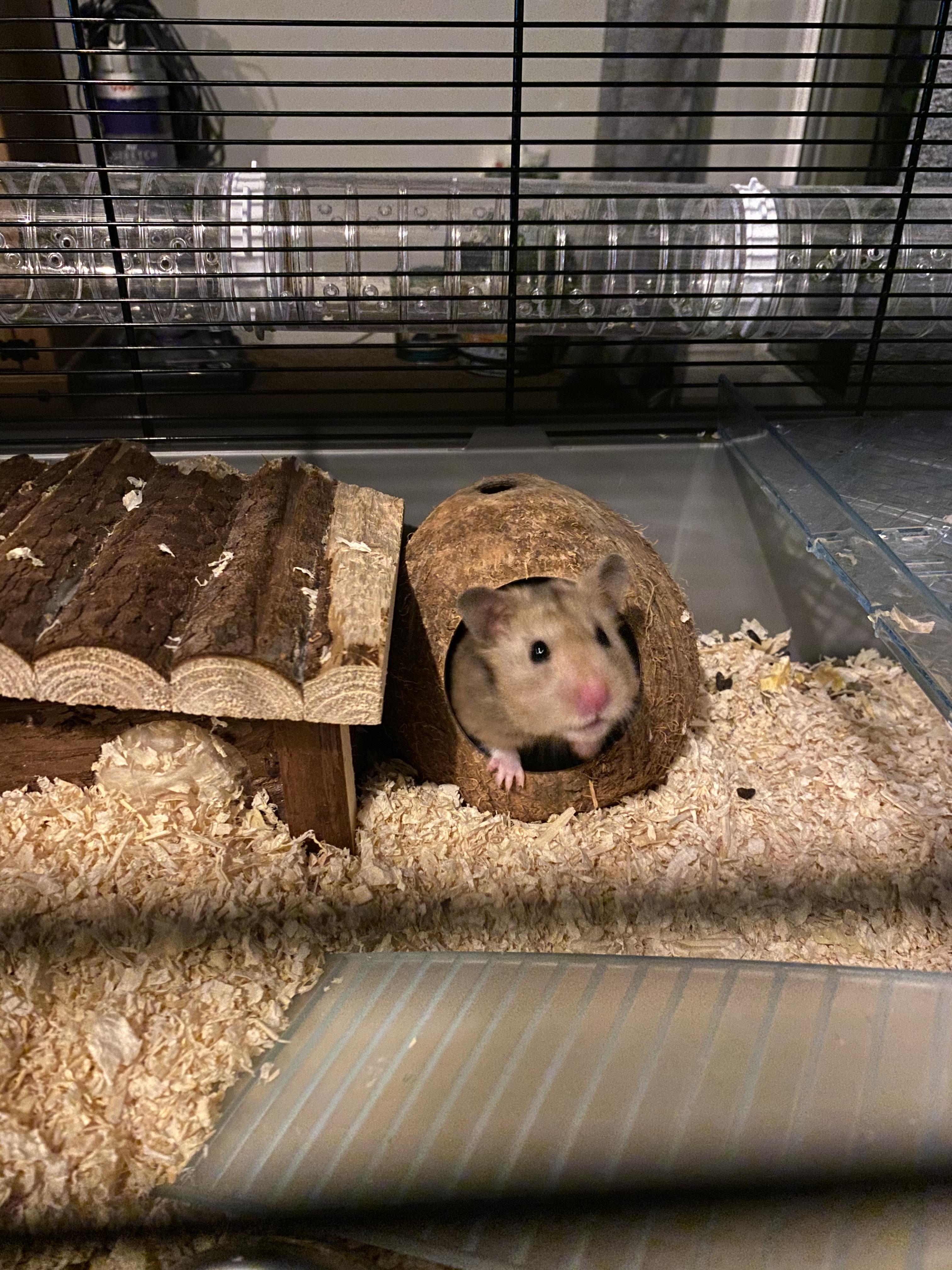 She caught me watching her clean in the coconut r/hamsters