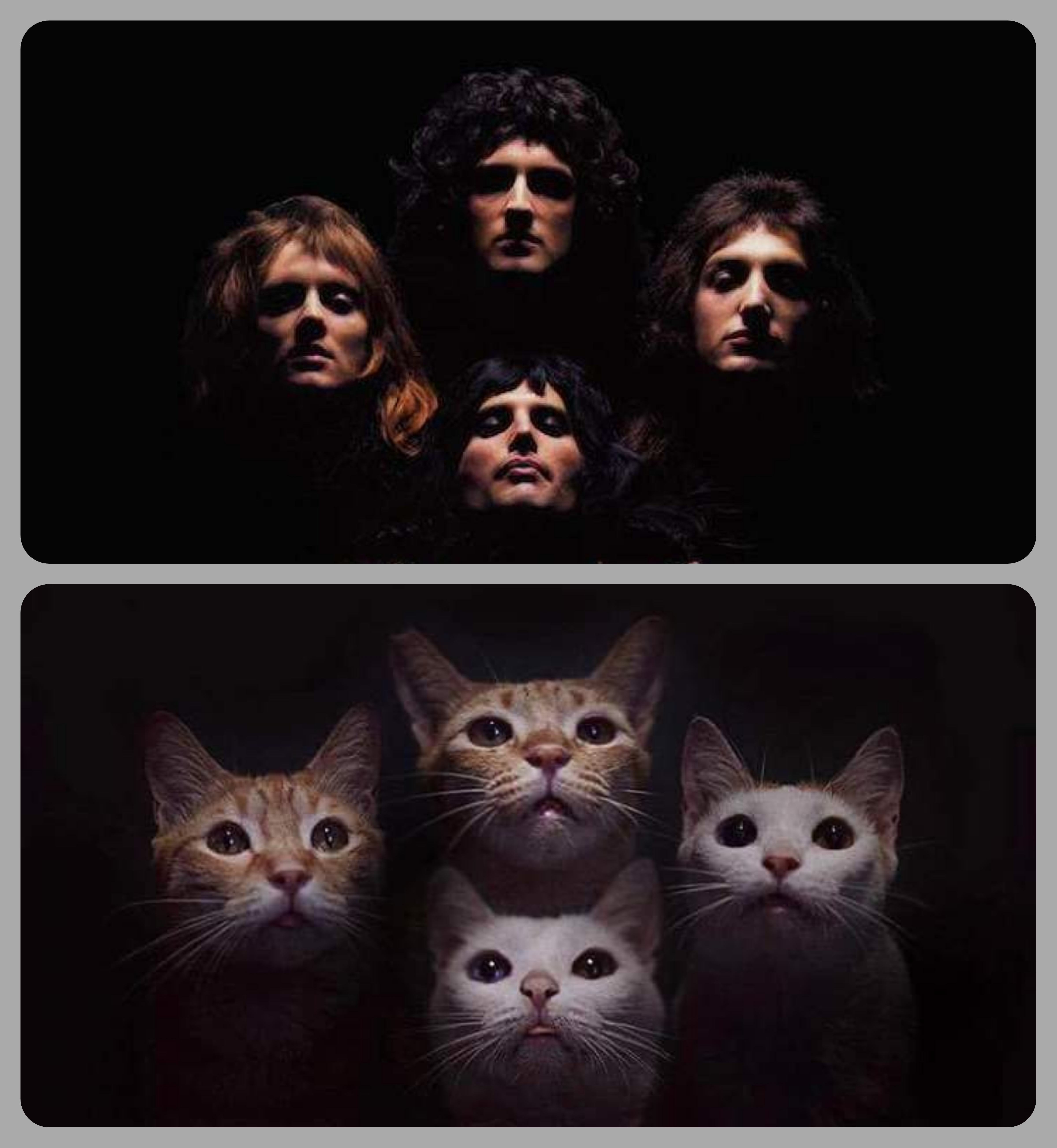 Bohemian Catsody cats