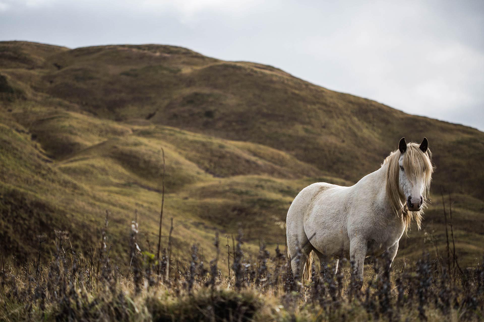 ITAP of a wild Alaskan horse. r/itookapicture