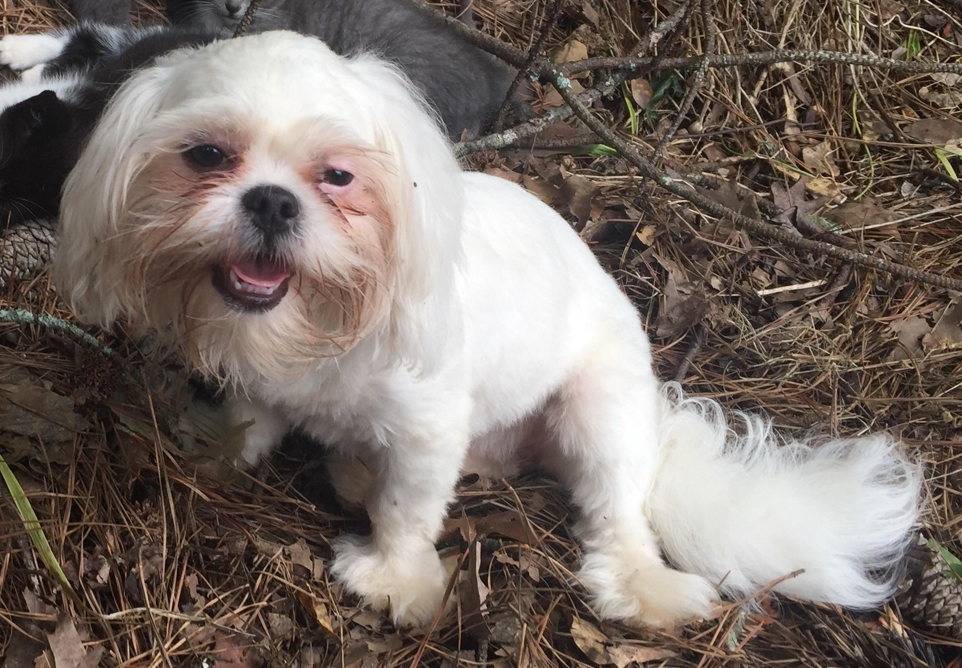 My friend's dog looks like Falkor from "The Neverending Story". mildlyinteresting