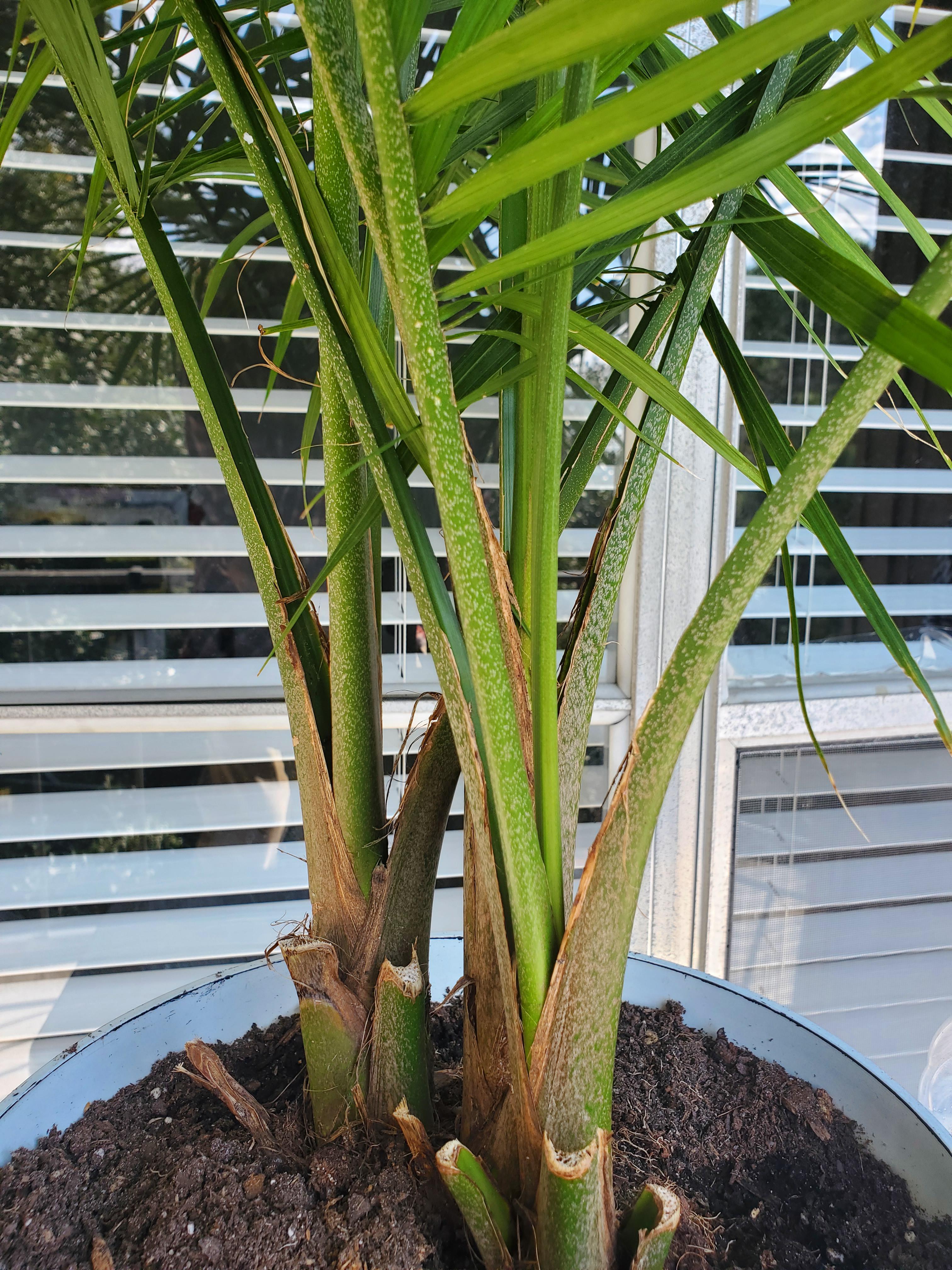 Is something wrong with my palm tree? (More in comments) r/plants
