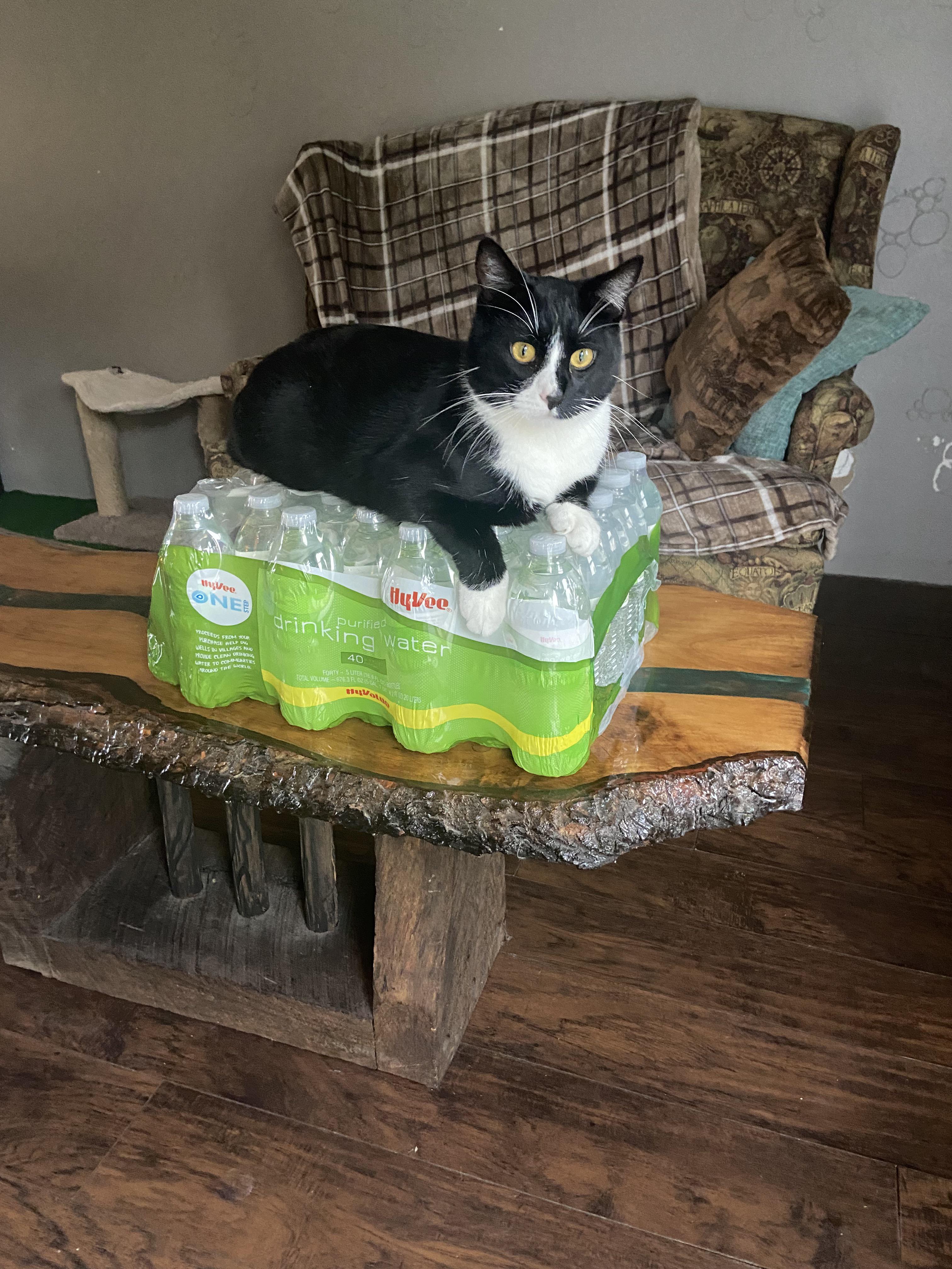 Toby’s new waterbed r/cats