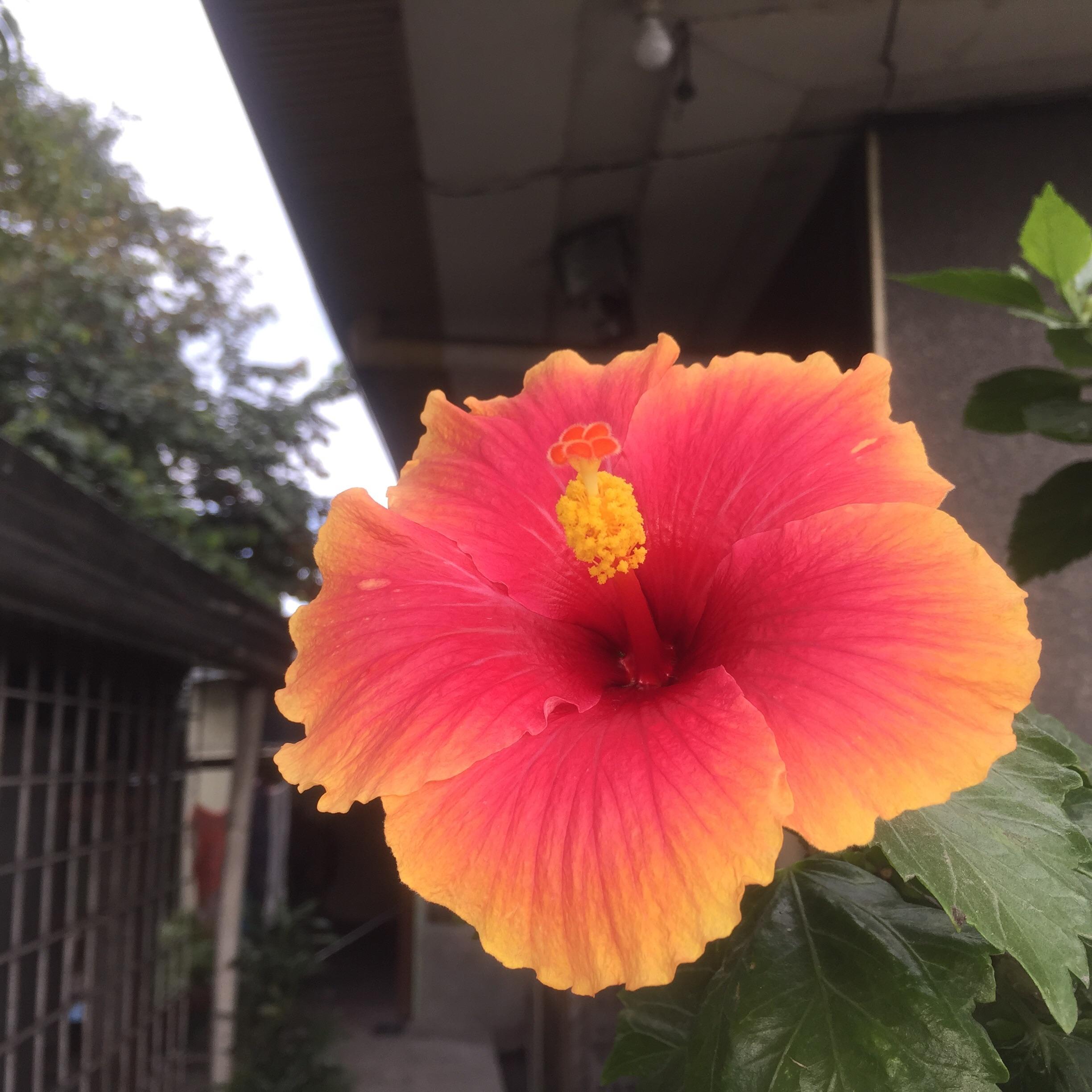 ITAP of a gumamela flower r/itookapicture