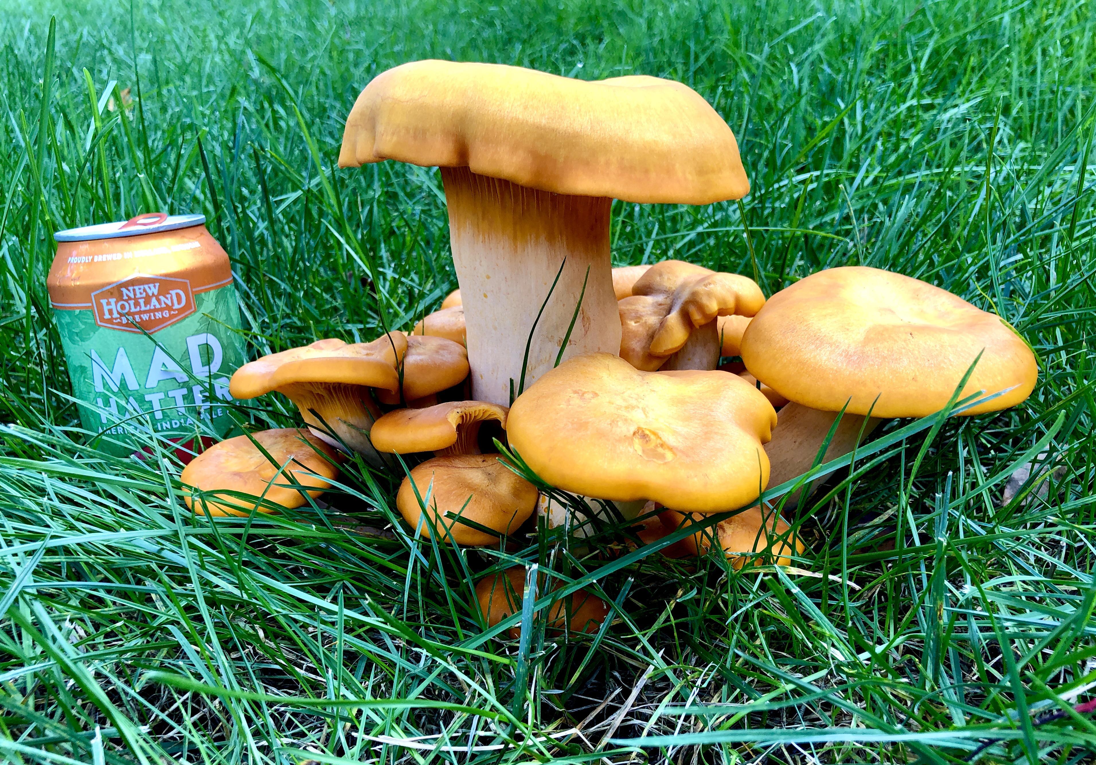 What in the WORLD are these mushrooms in my yard?? I’ve been hunting