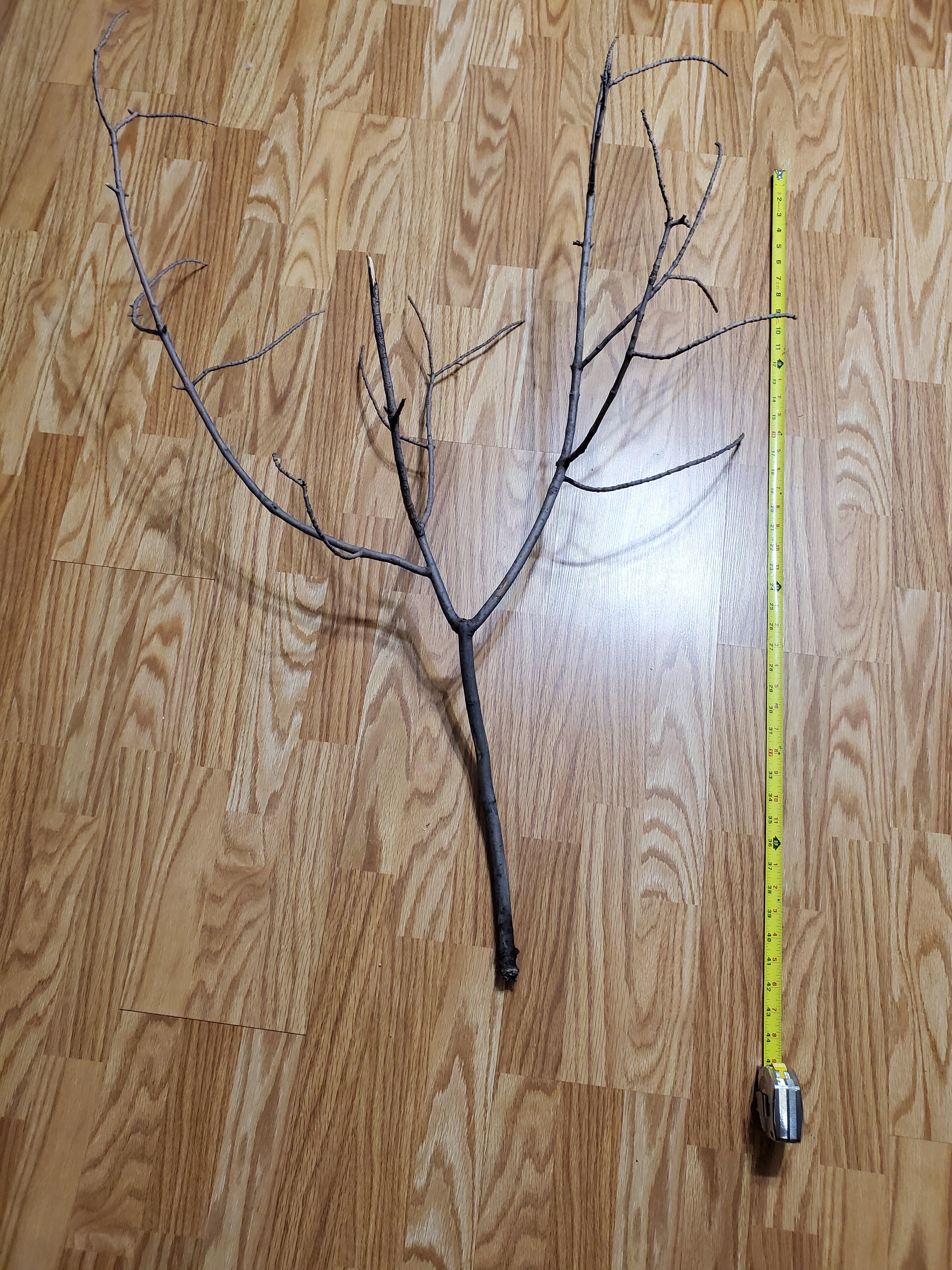 Hi, do anyone knows how to disinfect or clean tree branches to make a