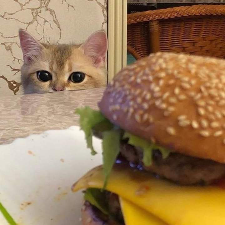 Cat and burger r/AnimalsBeingDerps
