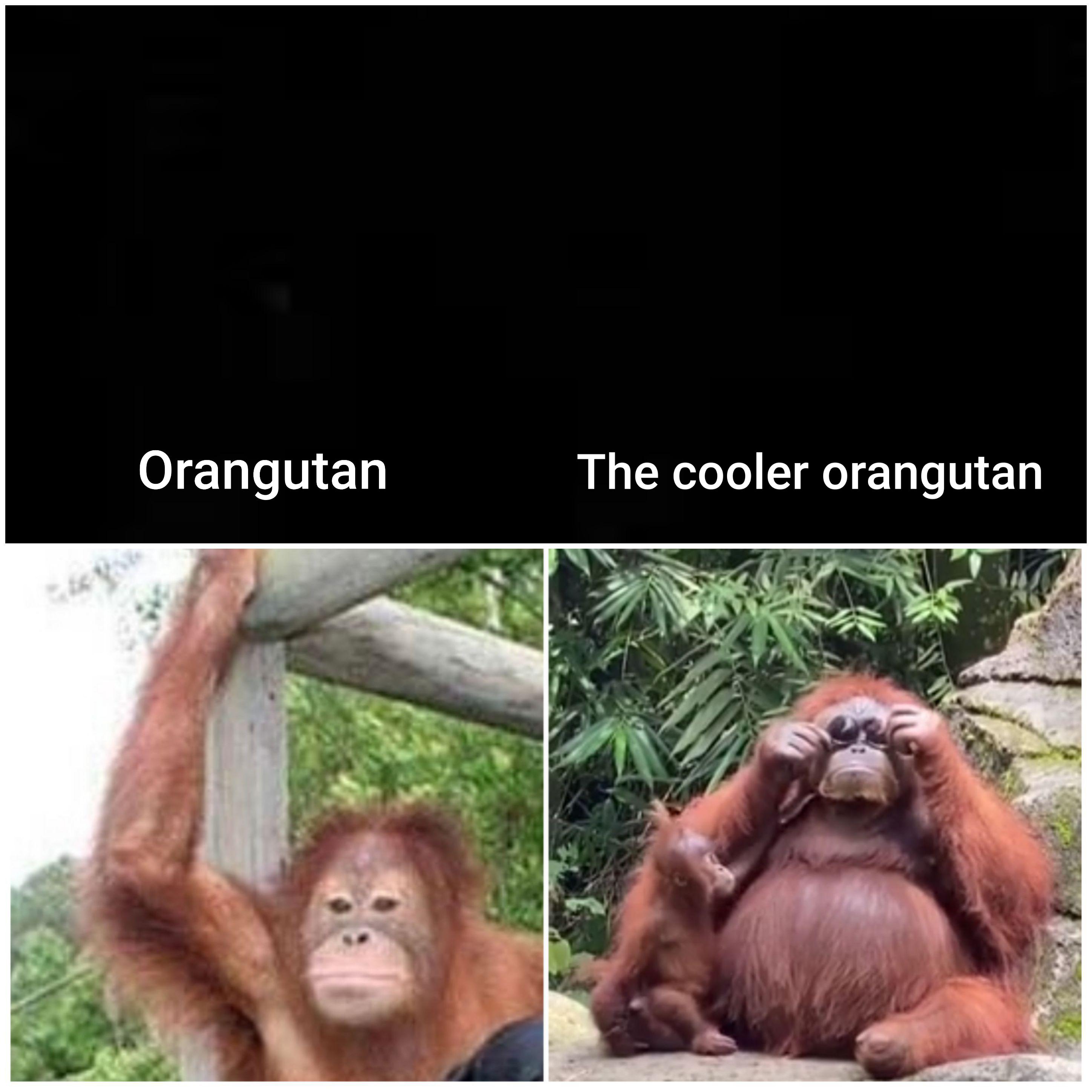 Orangutan with sunglasses r/memes