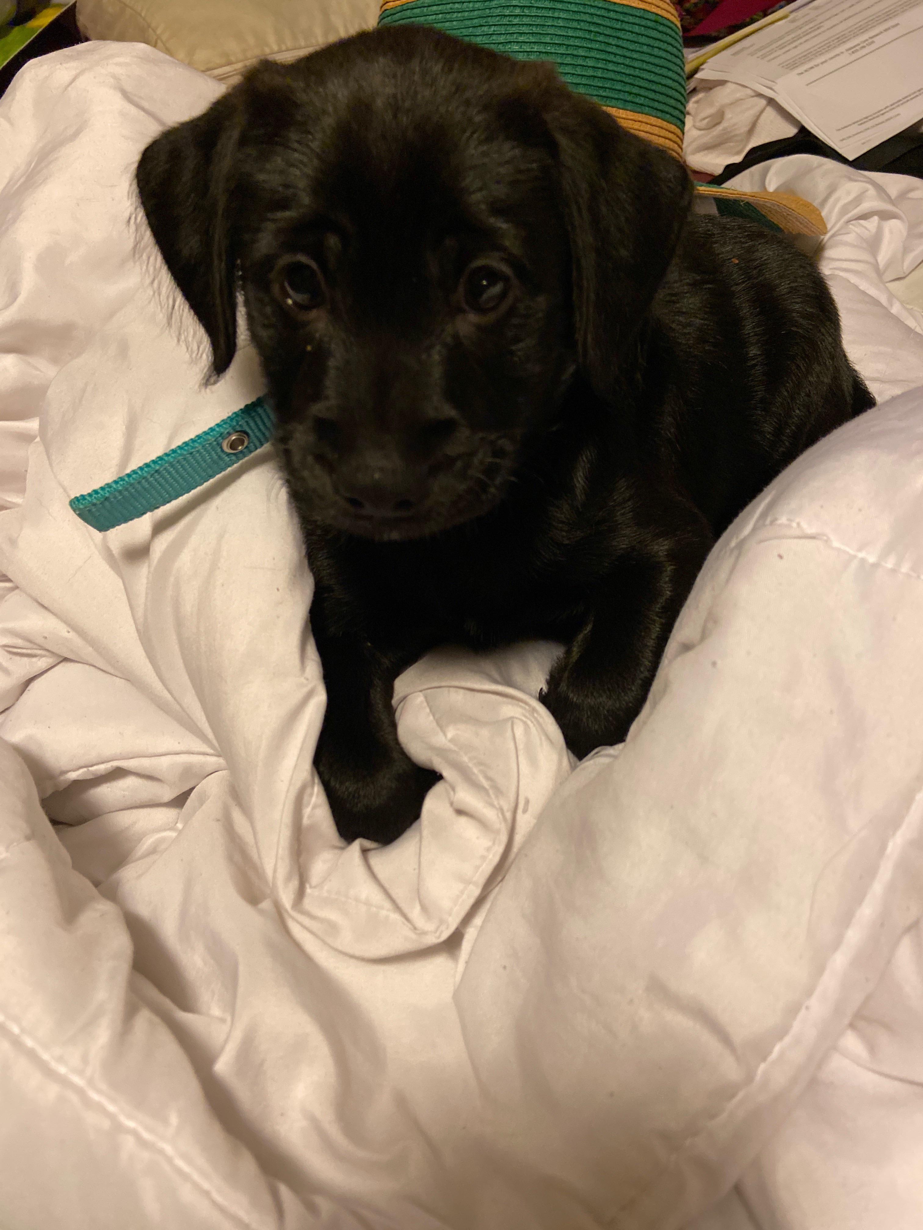 My 6 week old lab puppy. We’ve been calling him booger but he needs a name. Awww