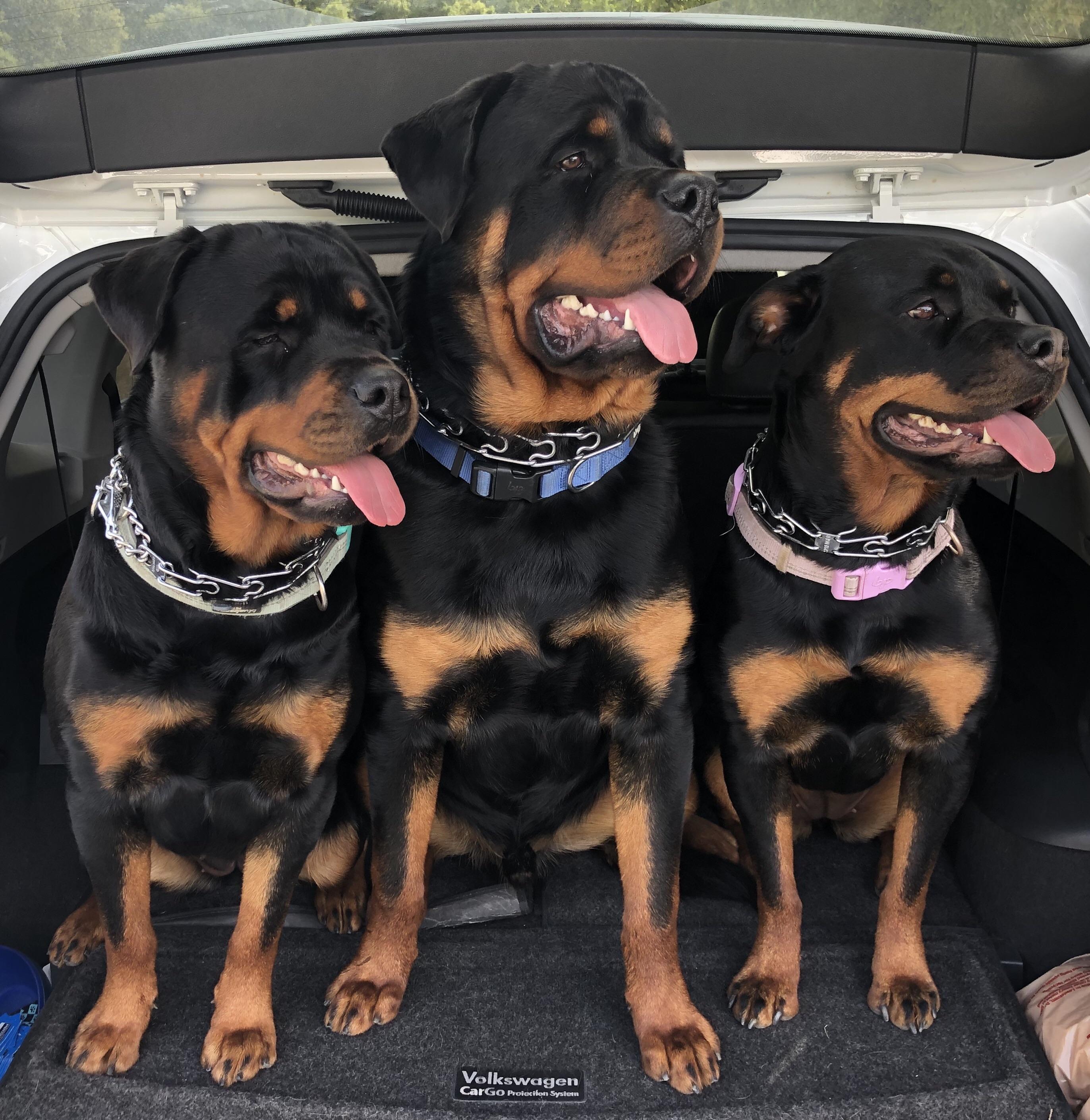 The pack getting ready for the dog park. r/Rottweiler