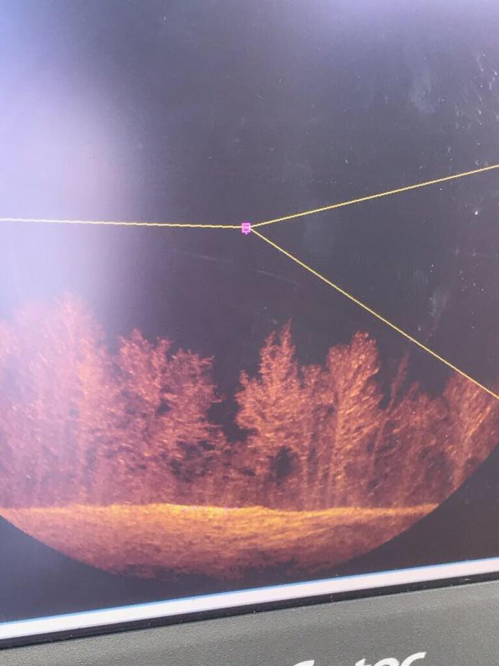 Smith Lake, Alabama. This is from the sonar of the lake. These trees