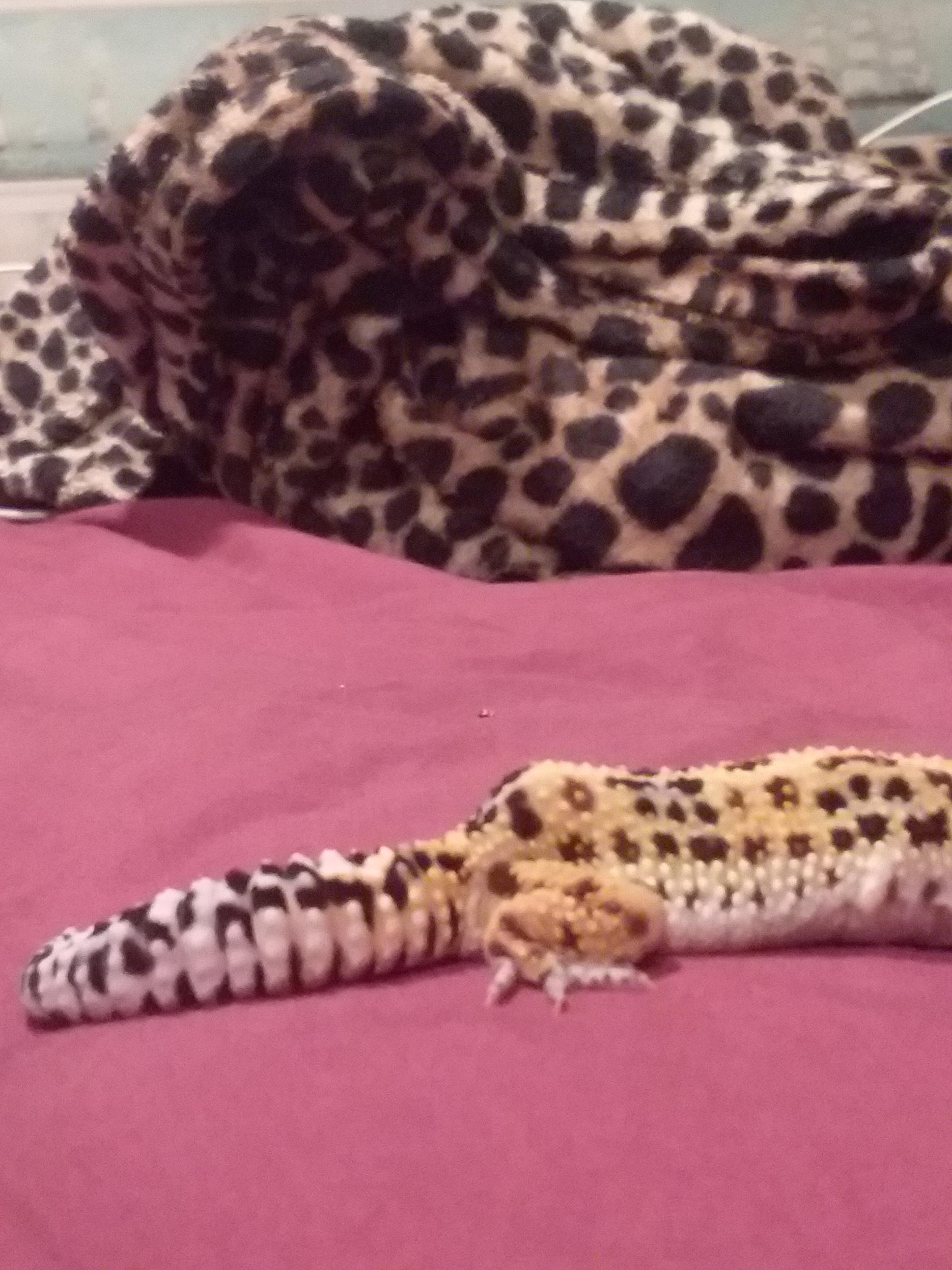 Can you guys help me figure out what's wrong with my leopard gecko