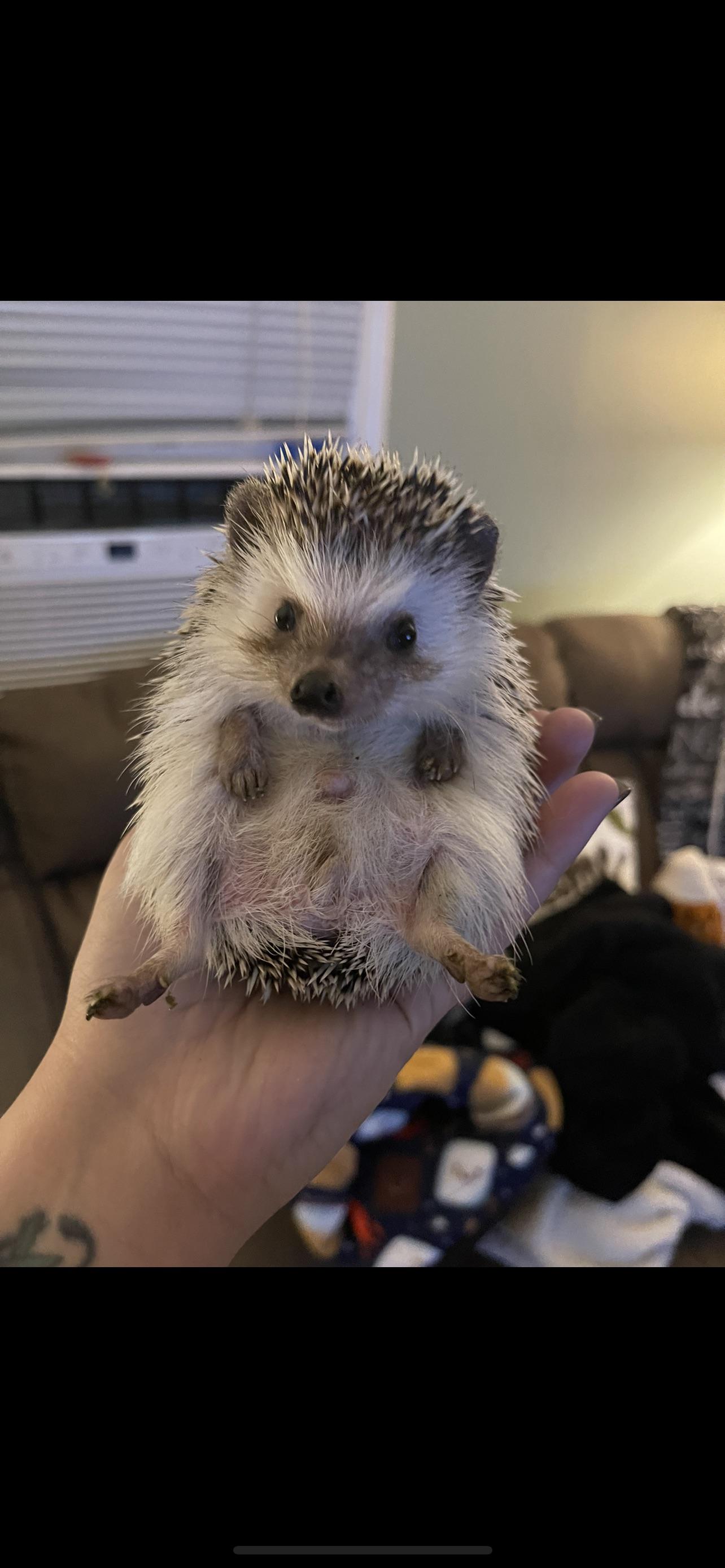Poop boot scootin 🦔 r/Hedgehog