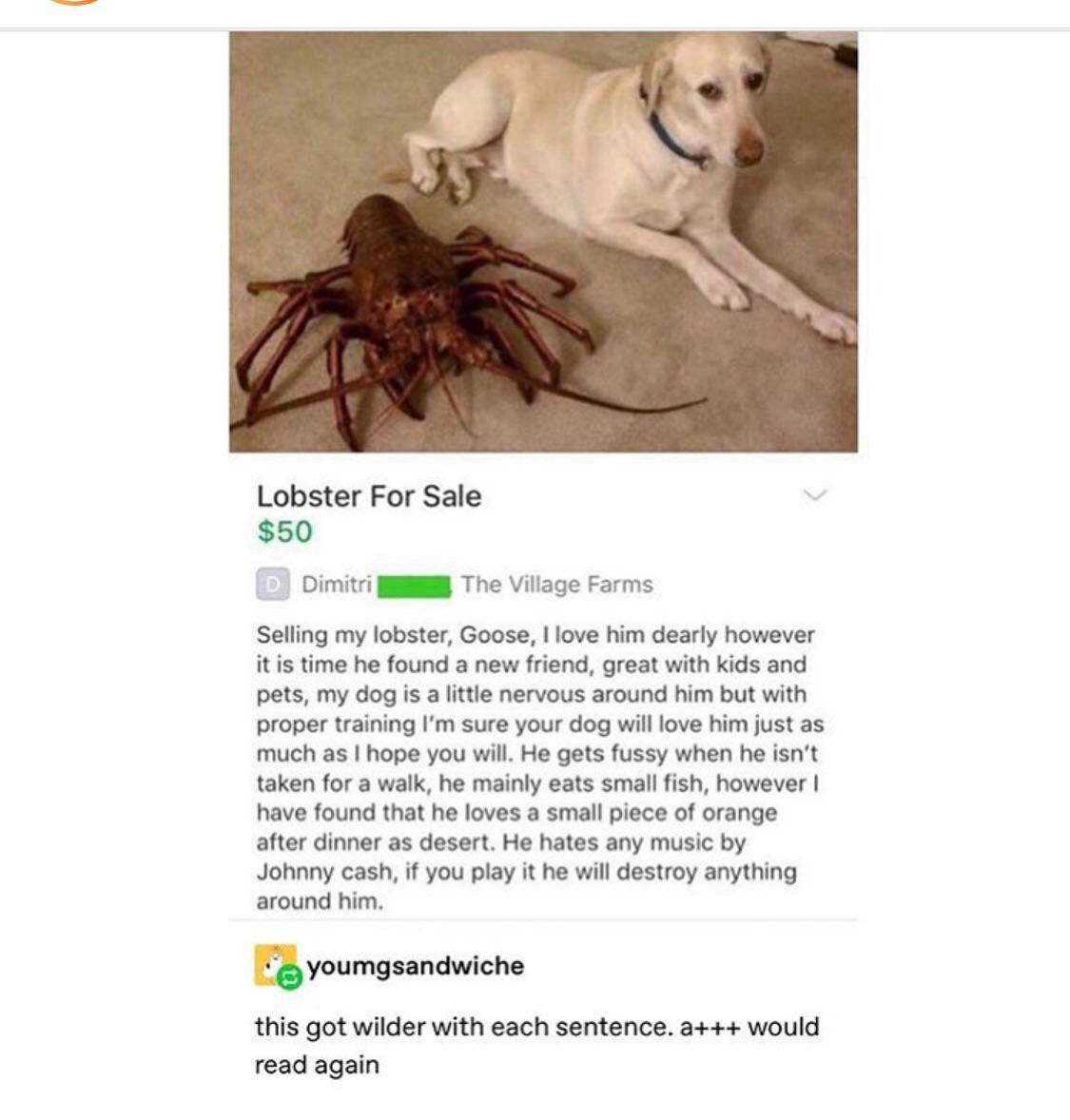 Pet Lobster
