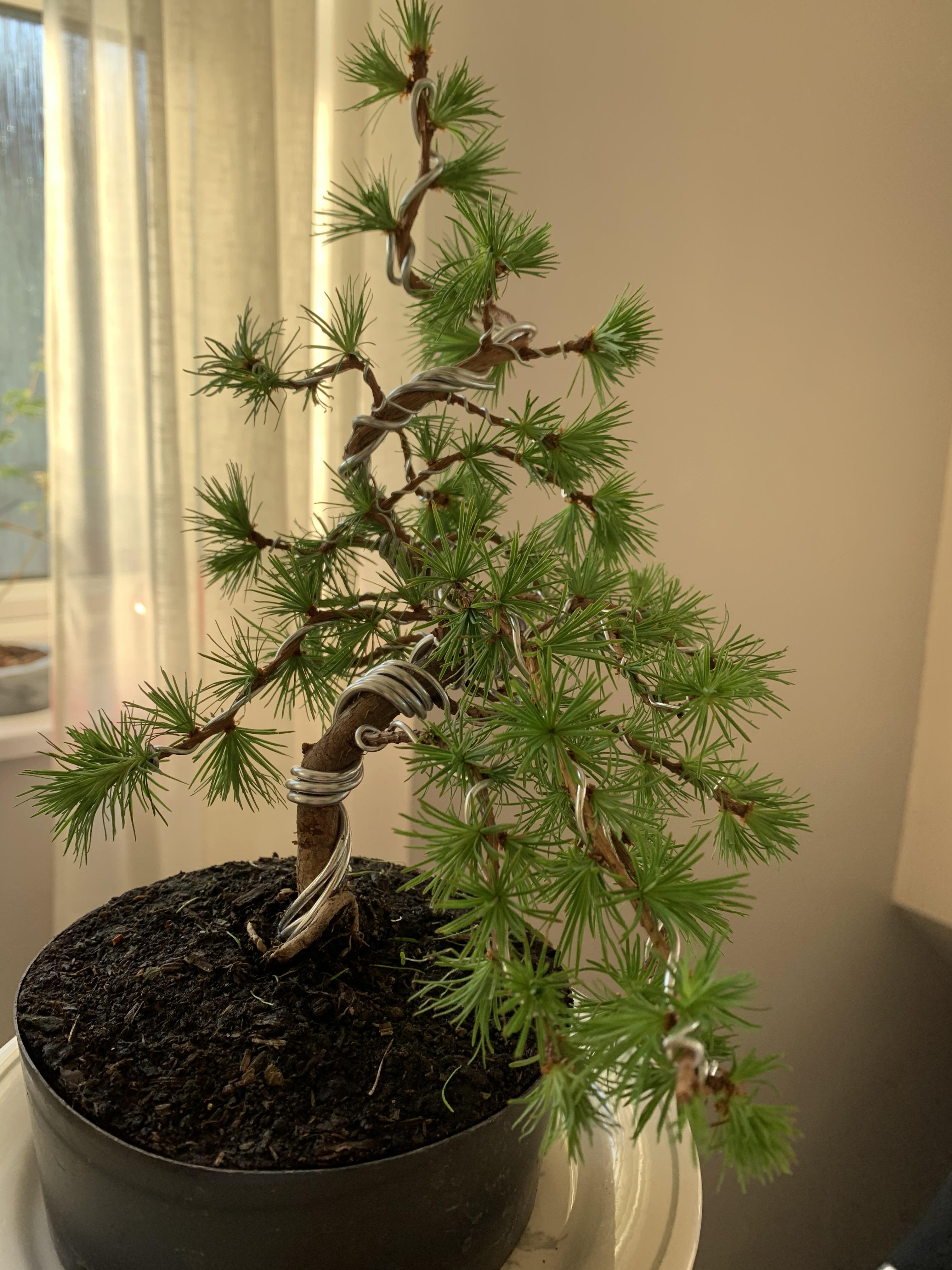 I’m so happy this beautiful Japanese Larch has joined my Collection! r/Bonsai
