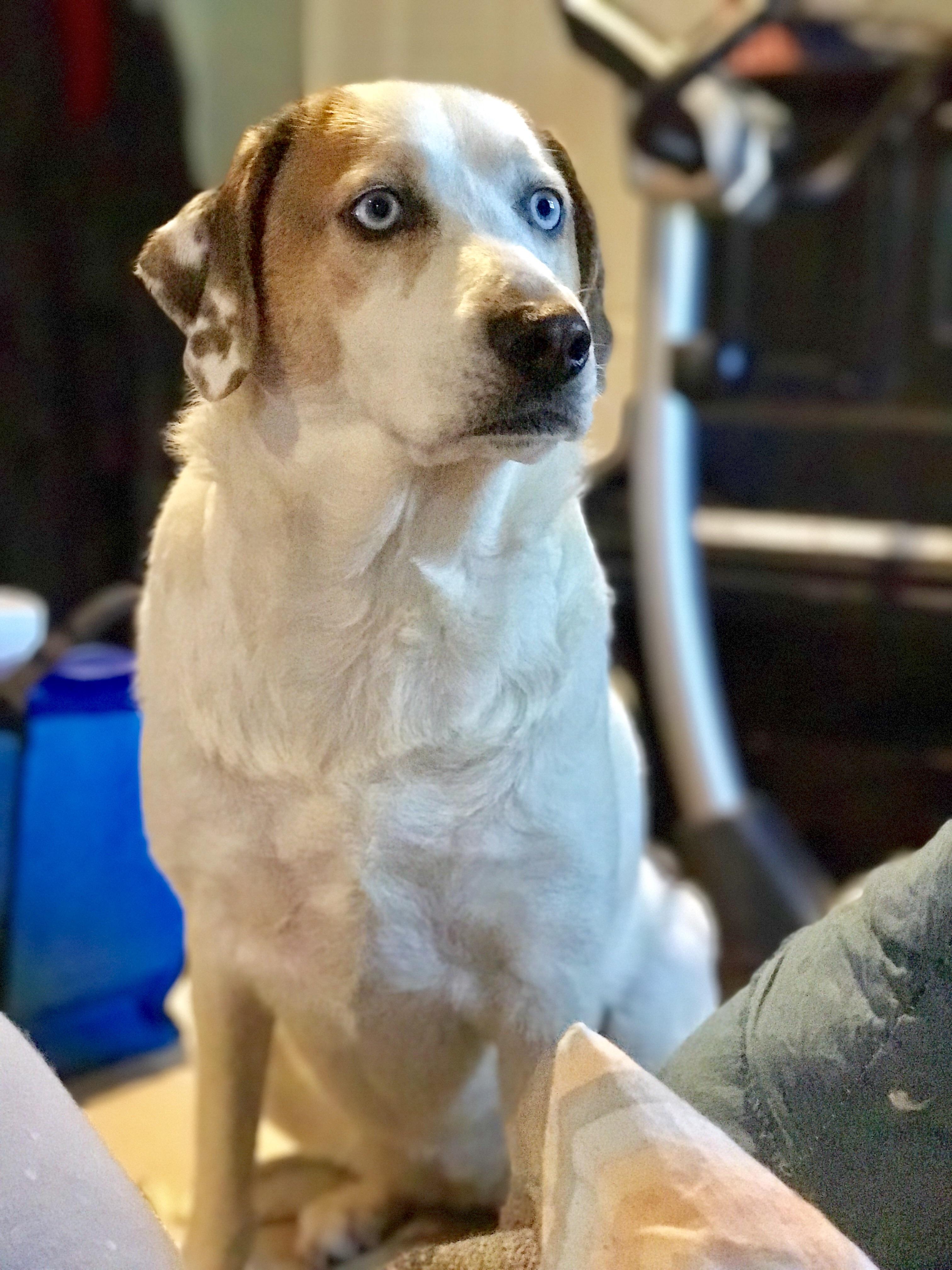 This is Darla, the 45 pound "beagle." Her mom looked mostly beagle but