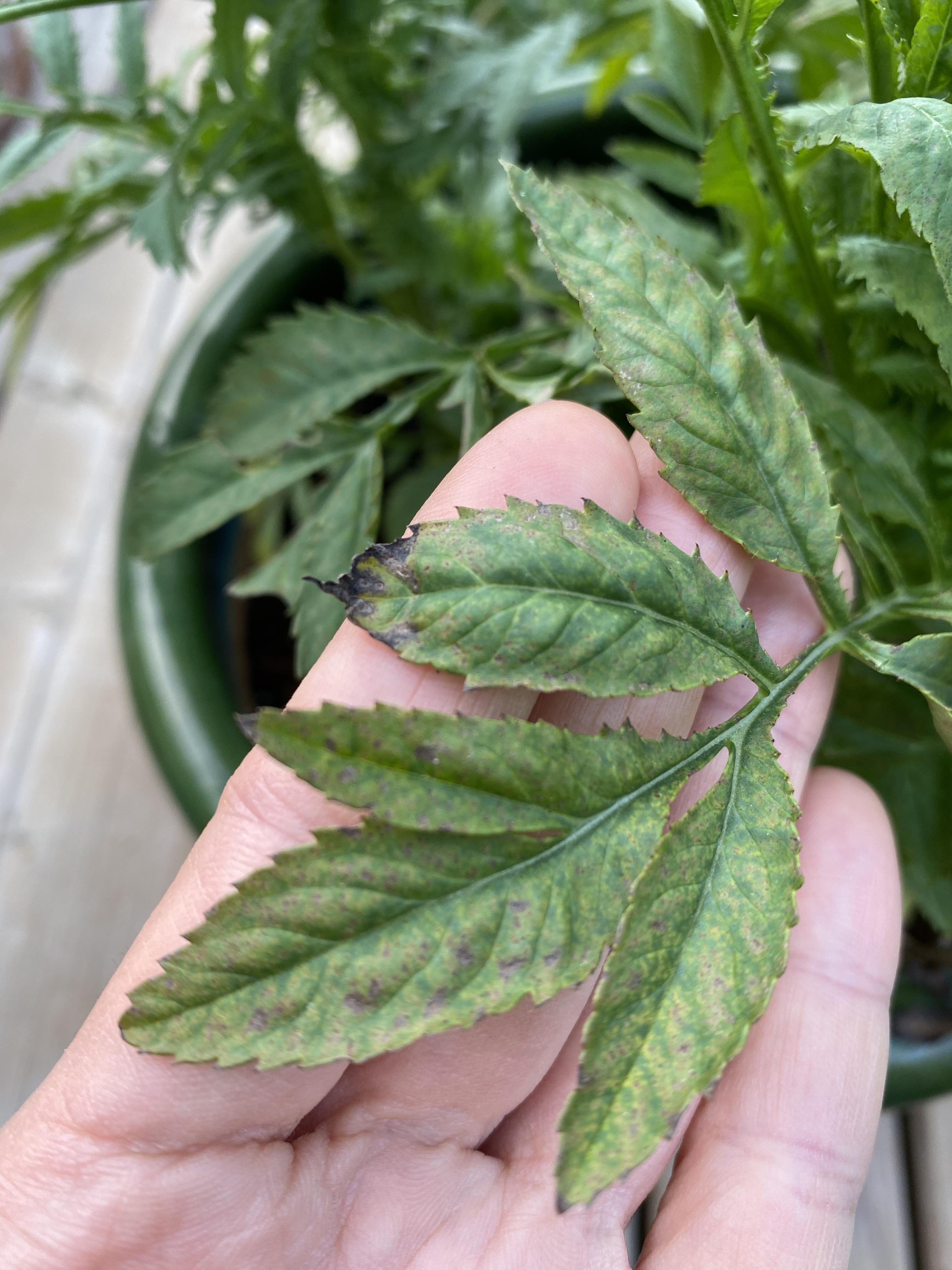 Marigold leaves are turning brown. Any idea what could be the cause