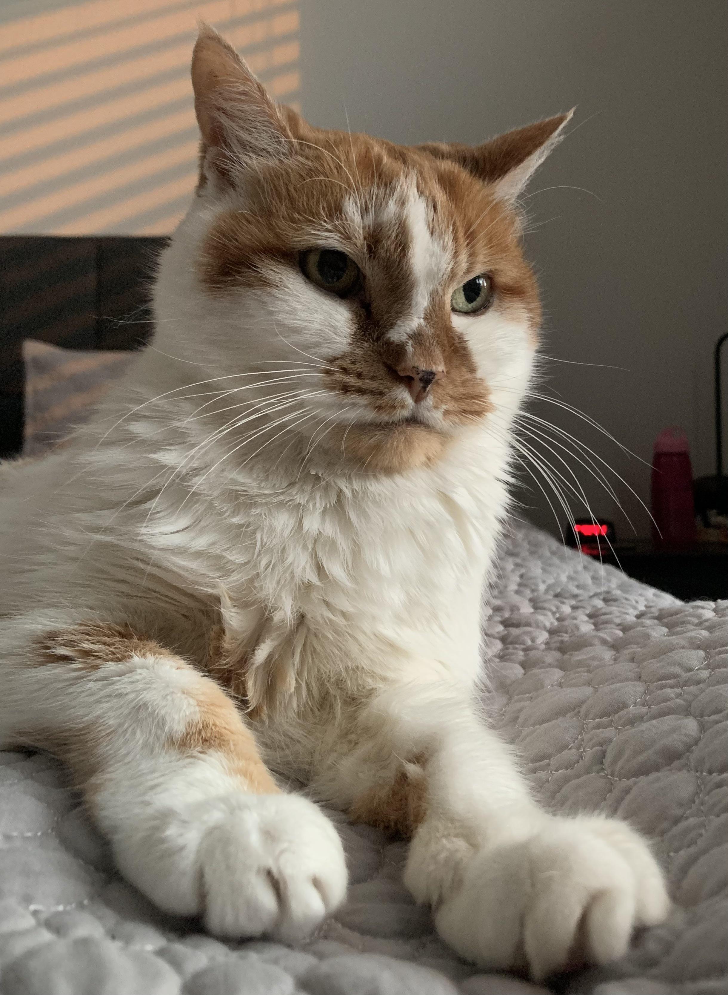 Cat litter for arthritic cats (21yo) r/seniorkitties