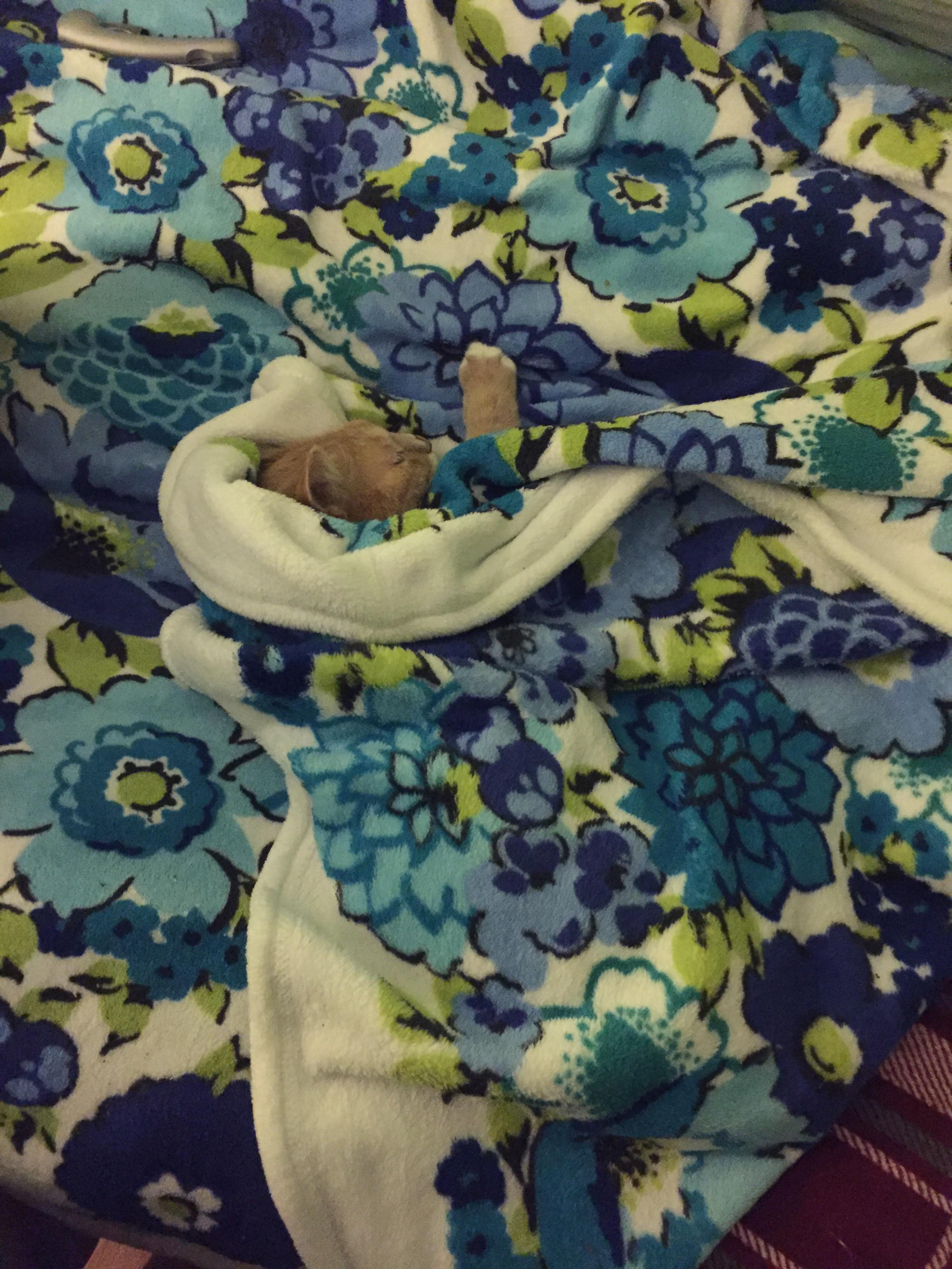 Heated blanket + fluffy throw = a happy old man named Duncan r