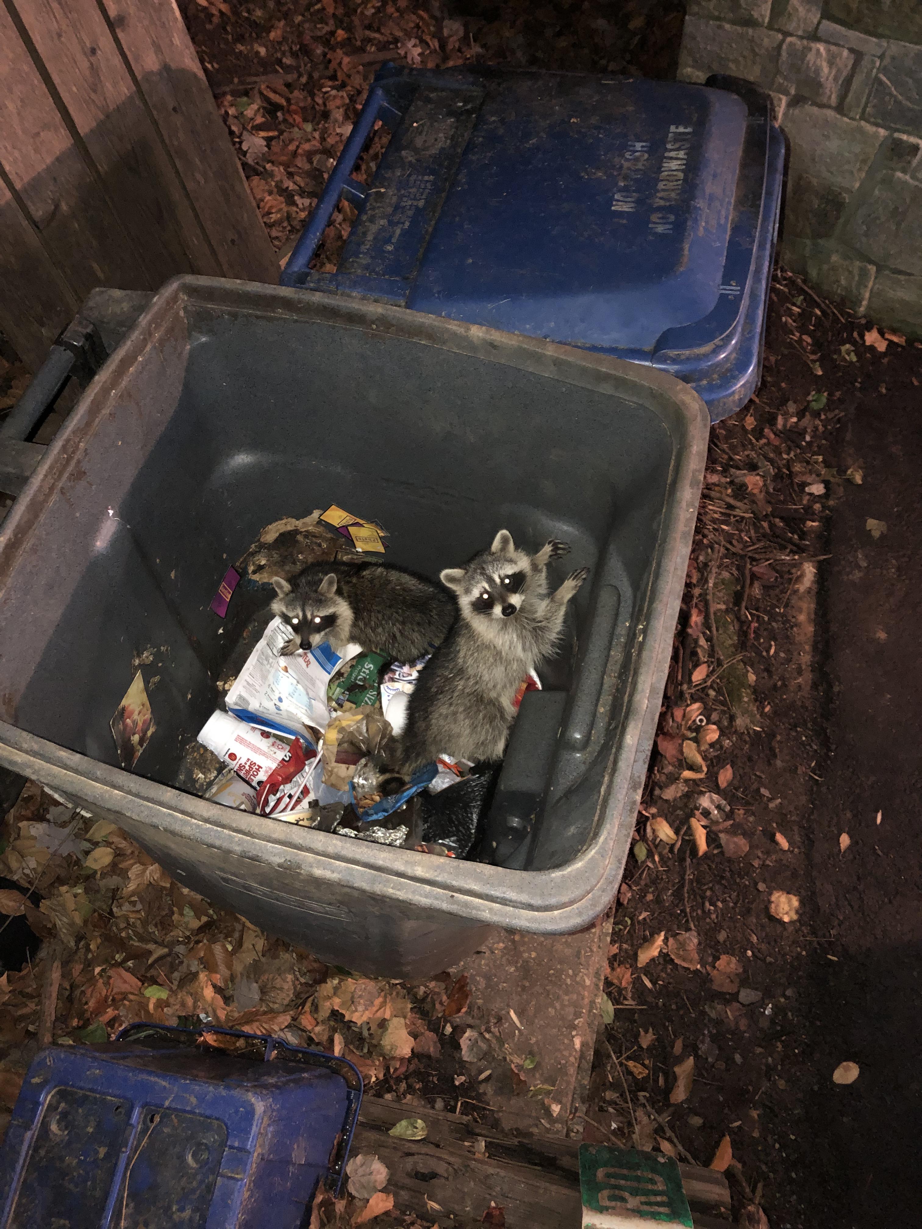 Just had to rescue these two little trash pandas from our trash can