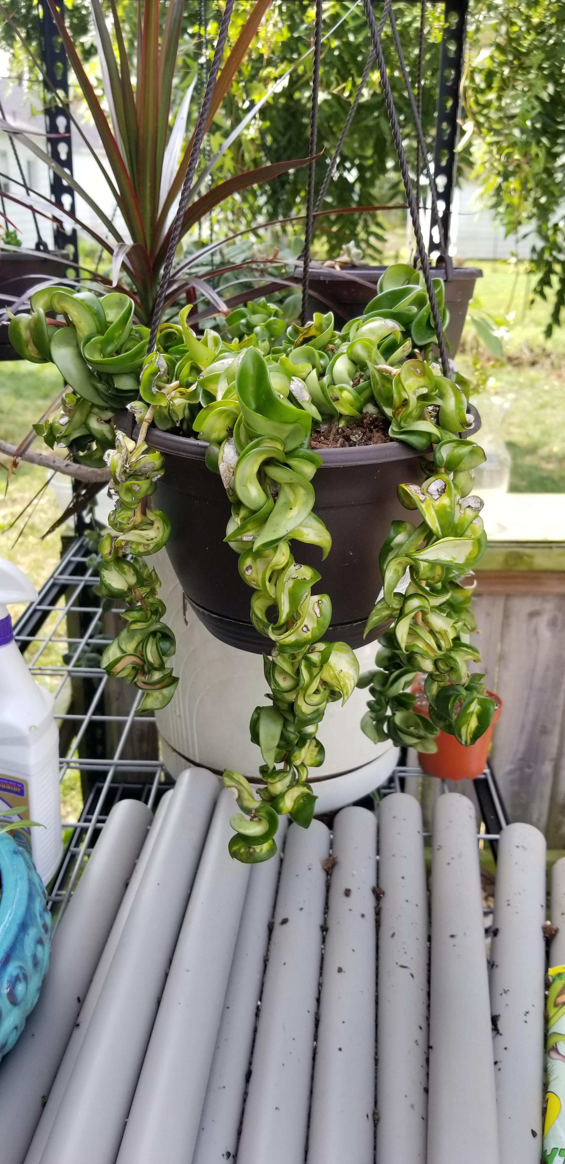 Needing some help with this rope plant! Started spotting this last