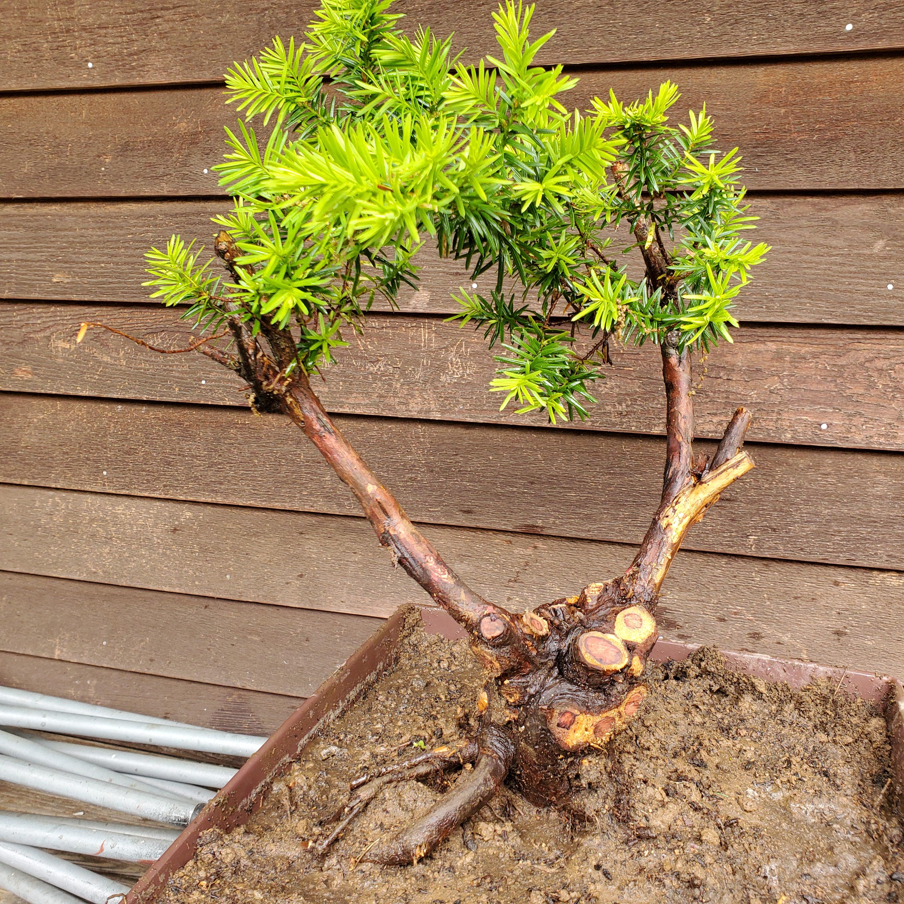 Best insecticide for bonsai trees