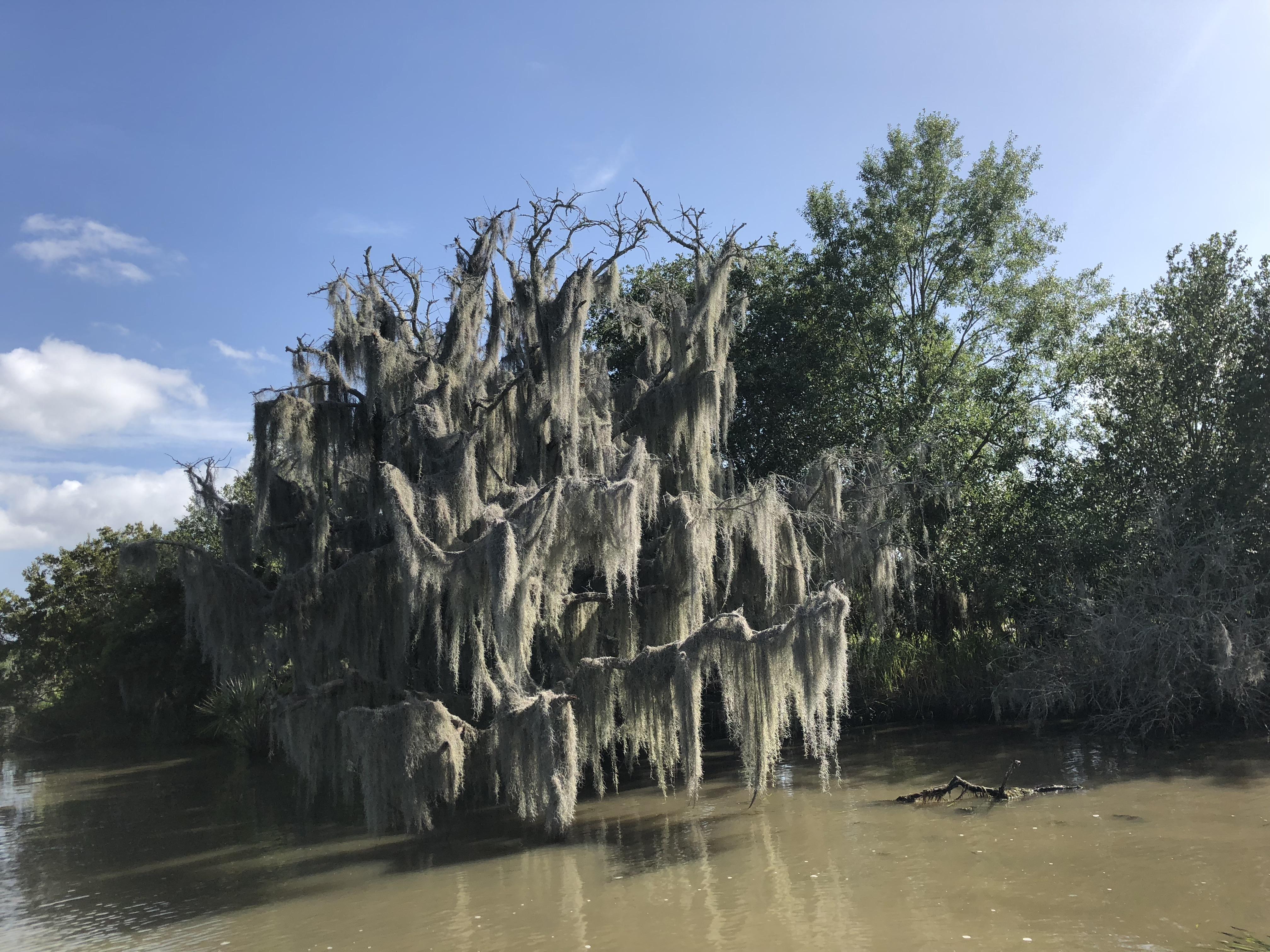 Barataria Preserve in Louisiana. The swamp is so beautiful. r/pics