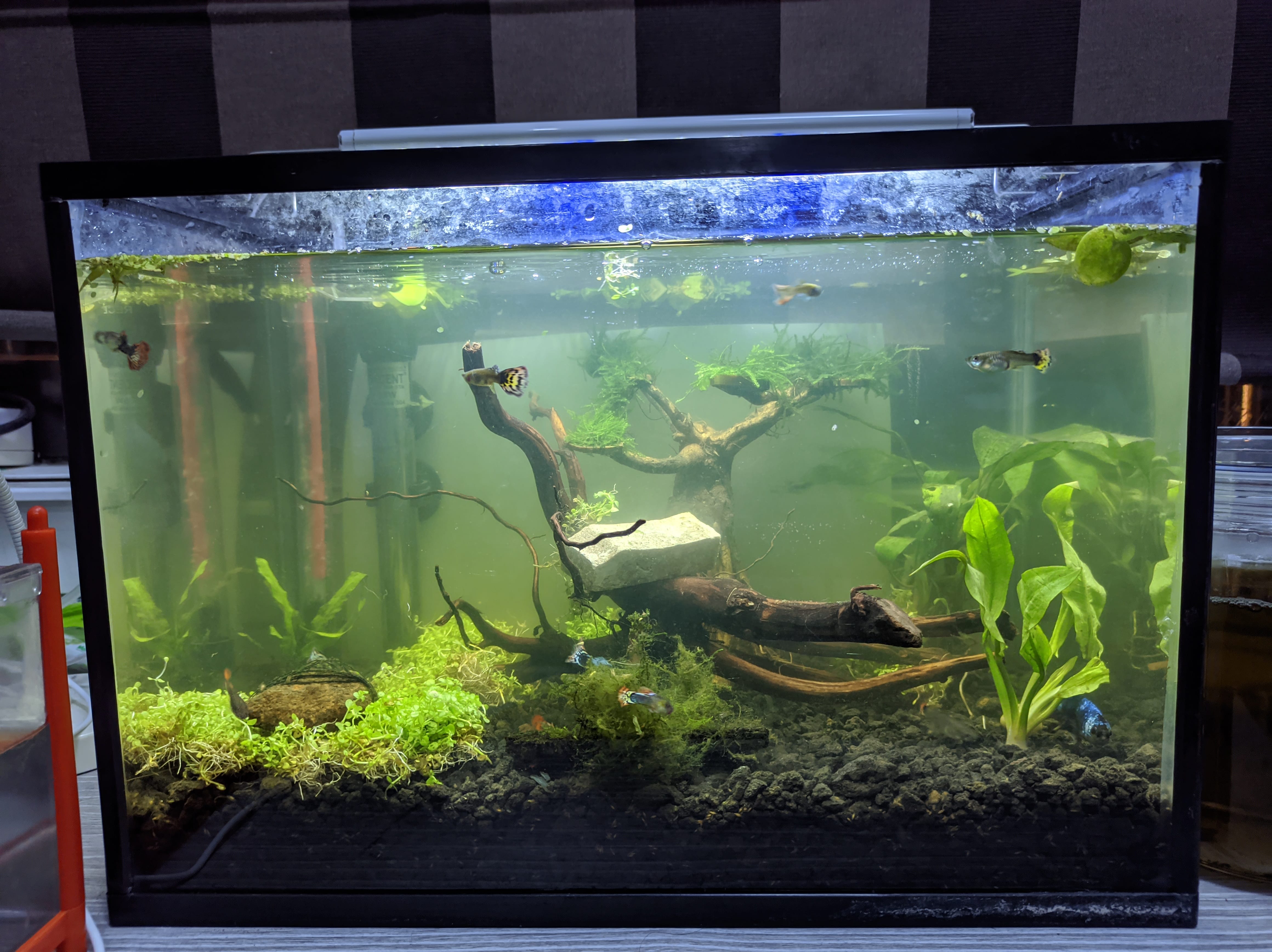Beginner DIY planted tank update PlantedTank