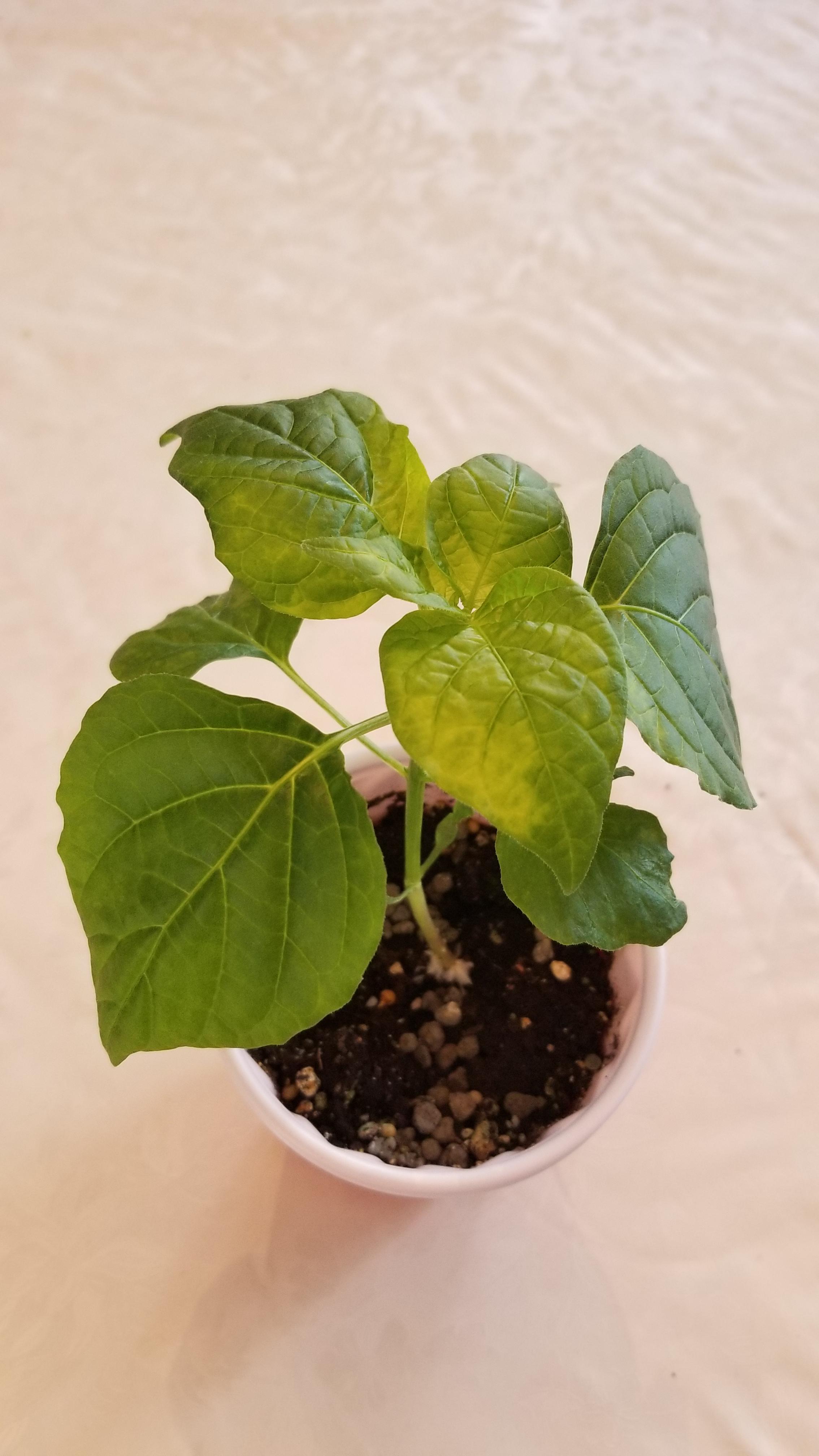 Guys i need help. What is happening to my plants? I have them indoors with growing lamps and i