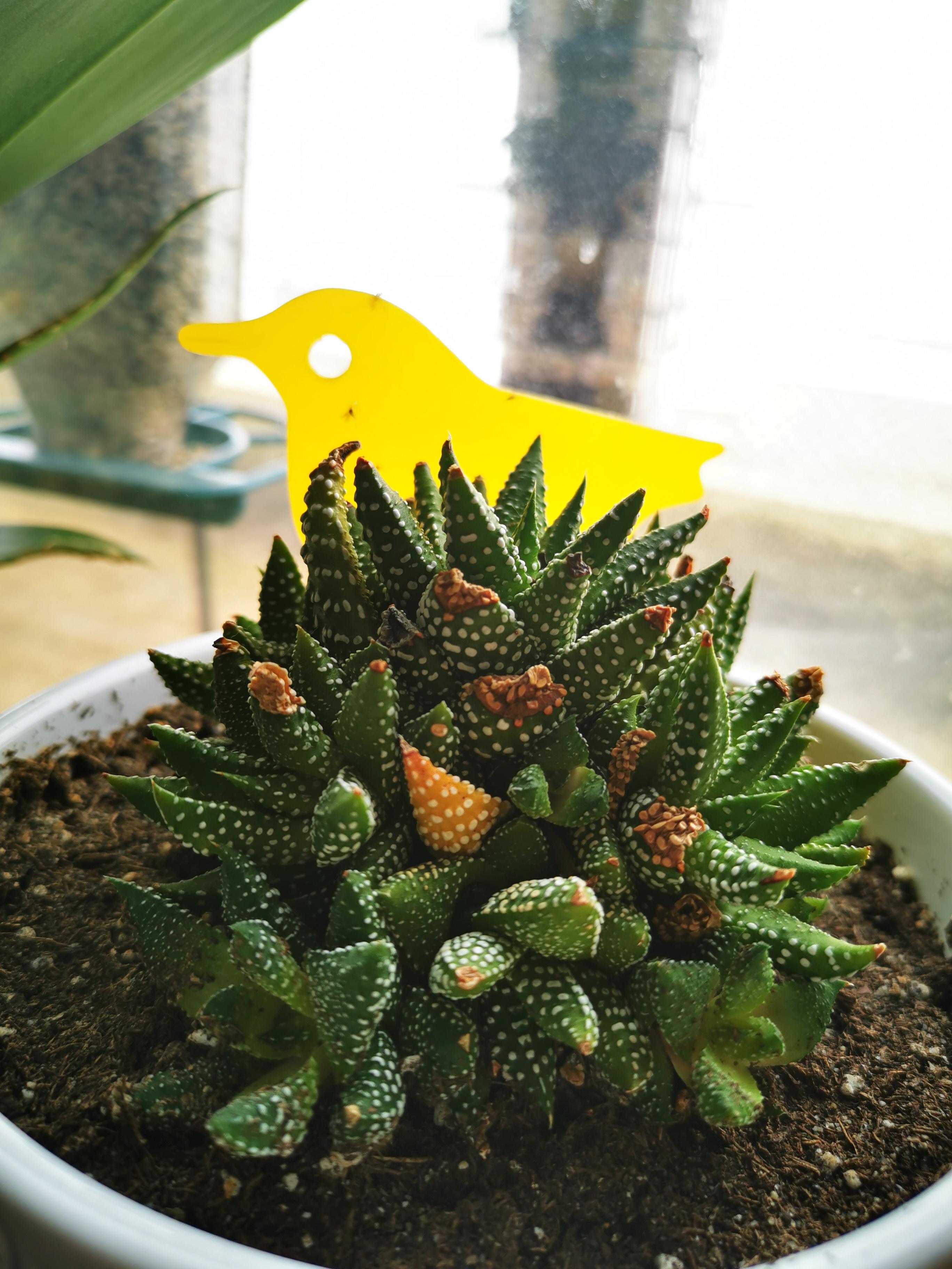 Help! my zebra plant is turning yellow r/houseplants