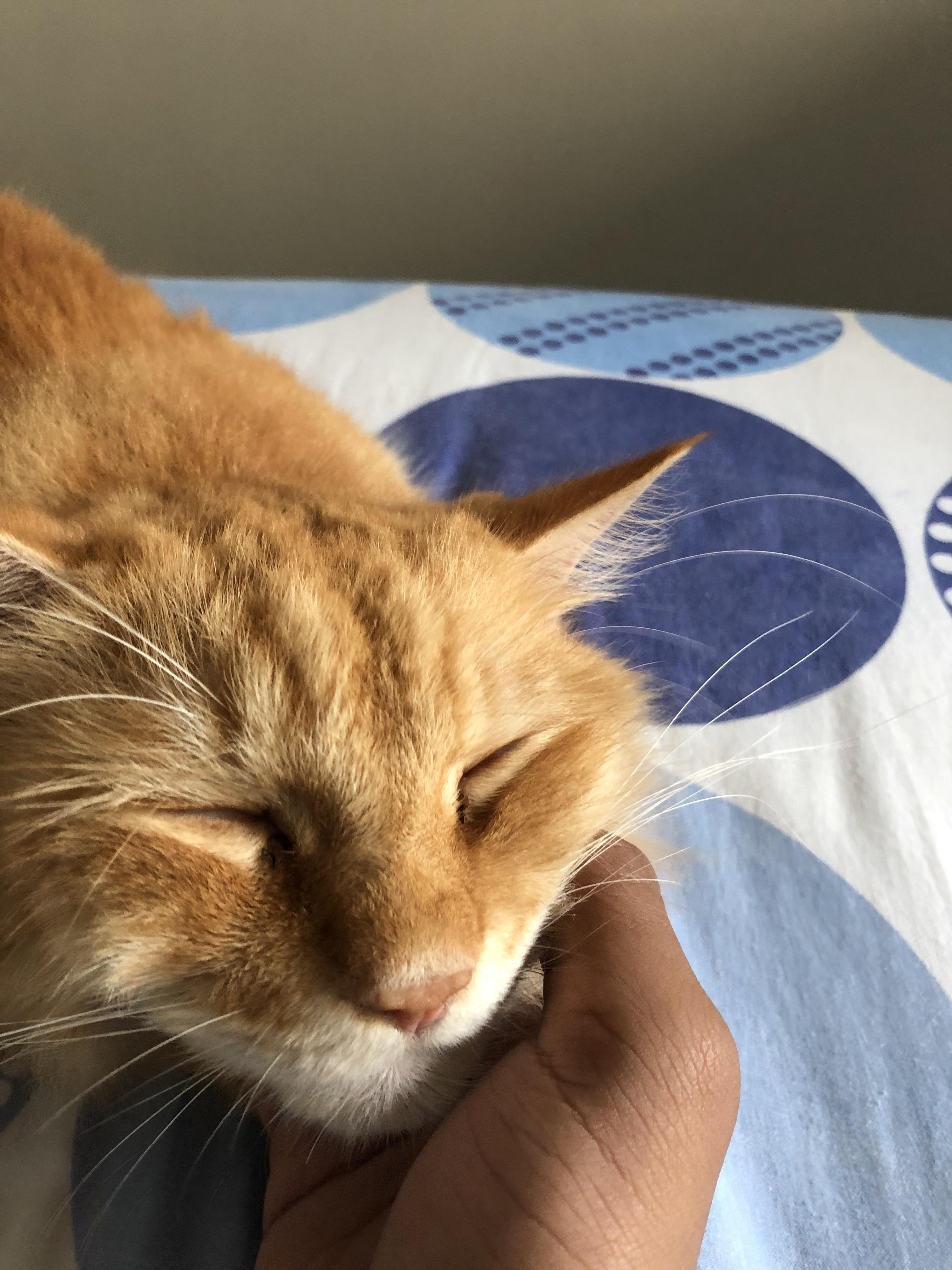 My cat who is blind from birth. pics