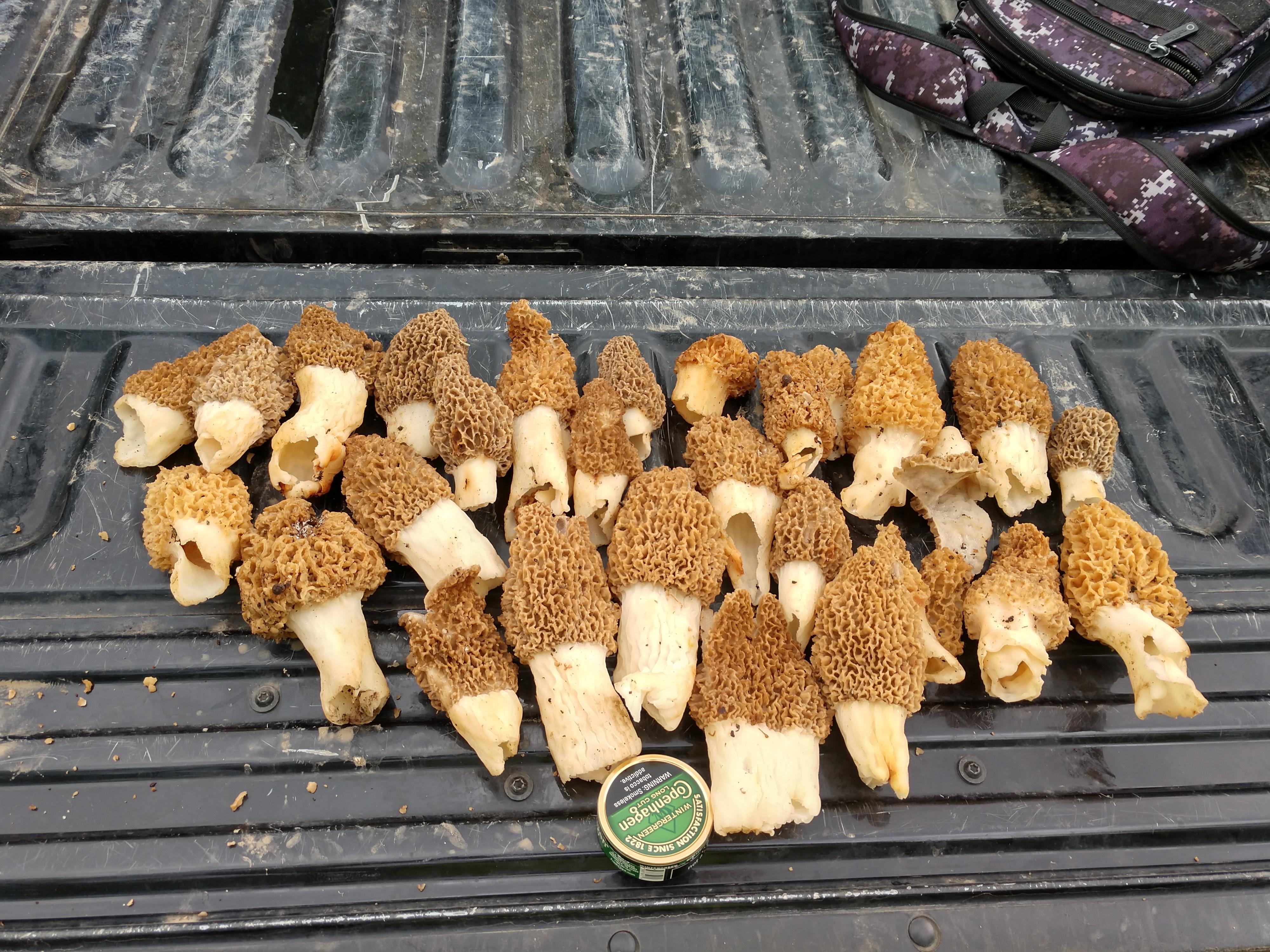 Found the GIANTS! r/Morel_Hunting