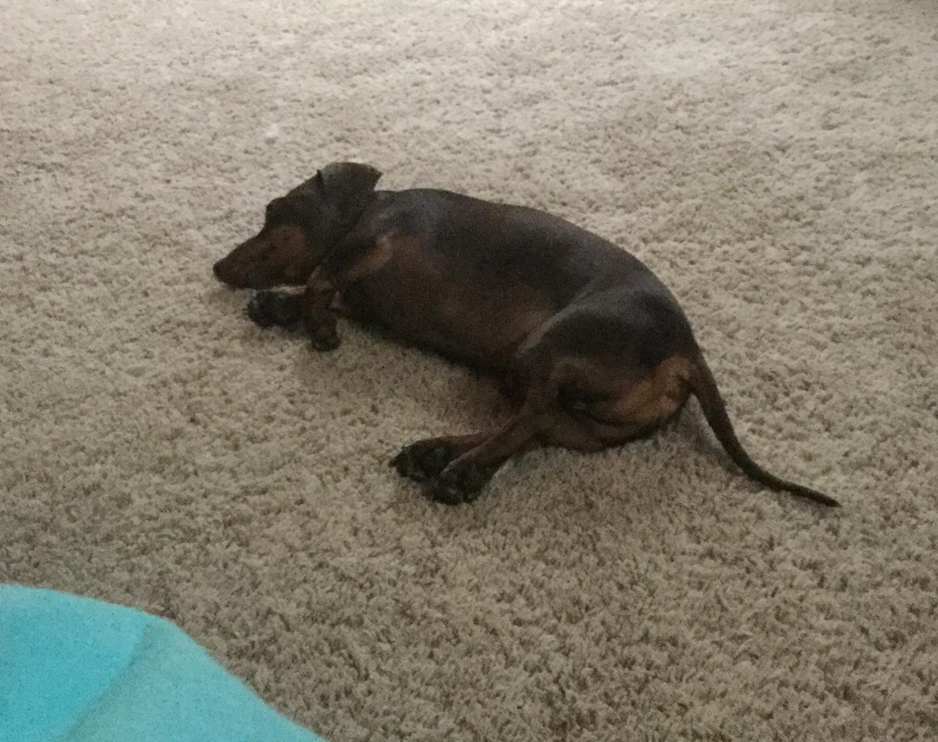 My dog fell over while getting up from a nap r/Eyebleach