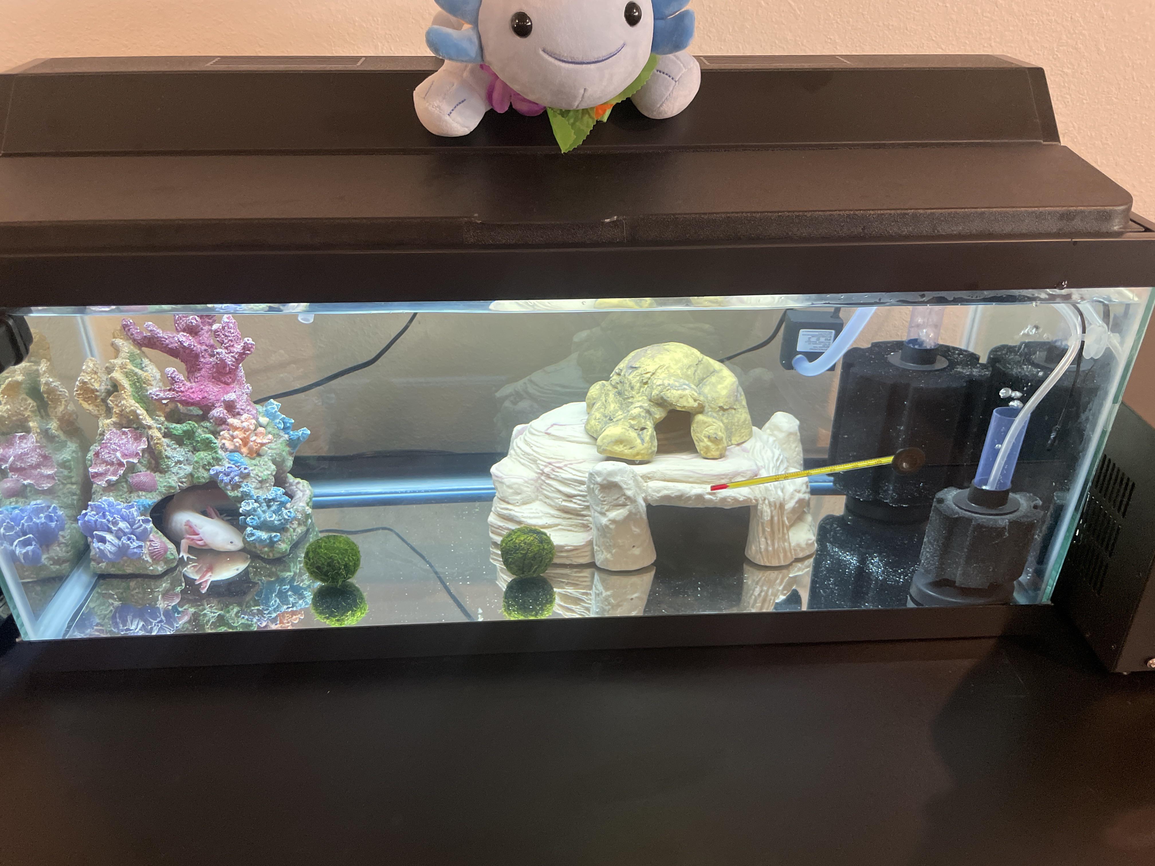 Added a MASSIVE filter and a couple moss balls! r/axolotls