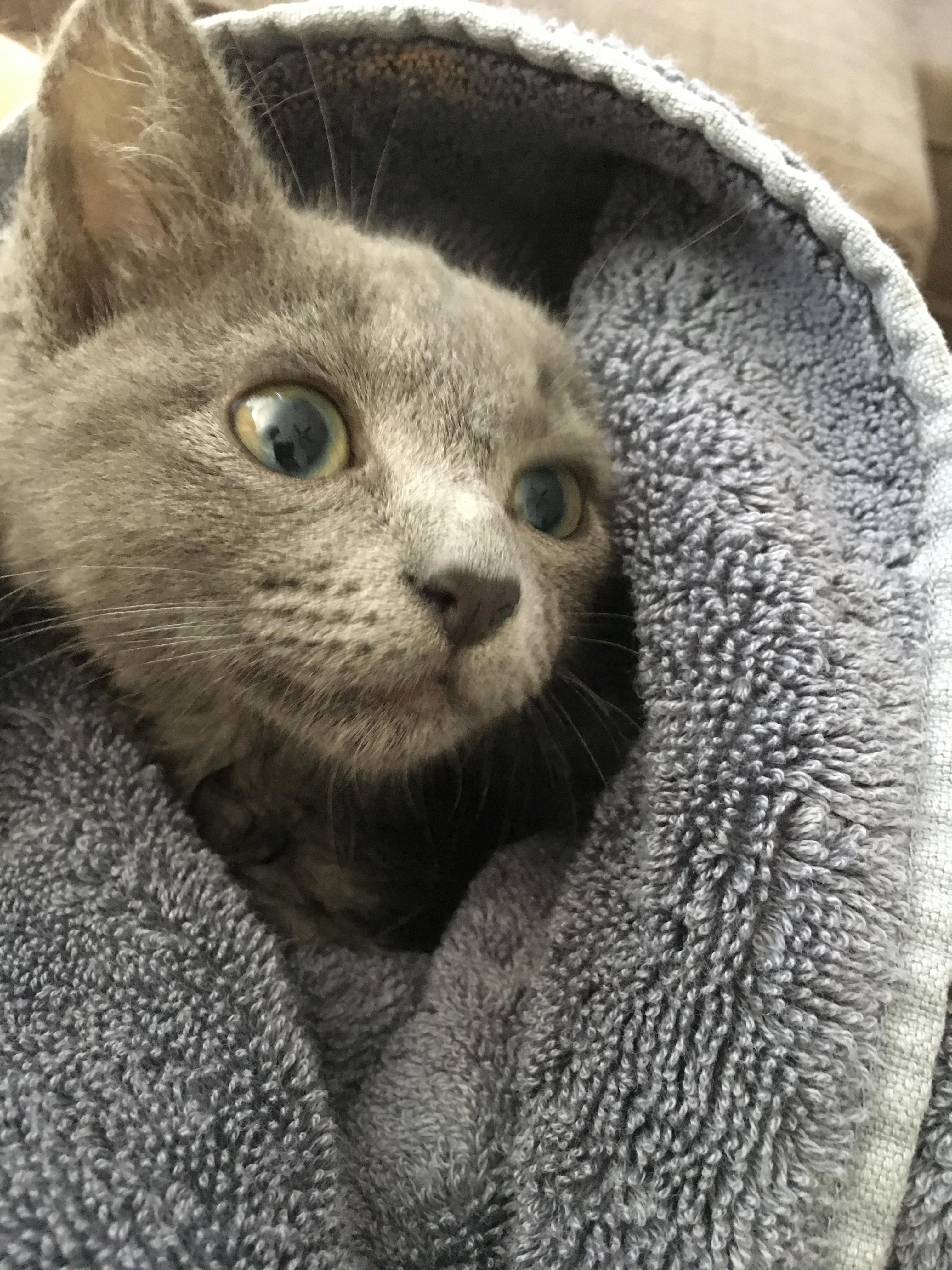 52 best Gustavus Adolphus images on Pholder Civ, History Memes and