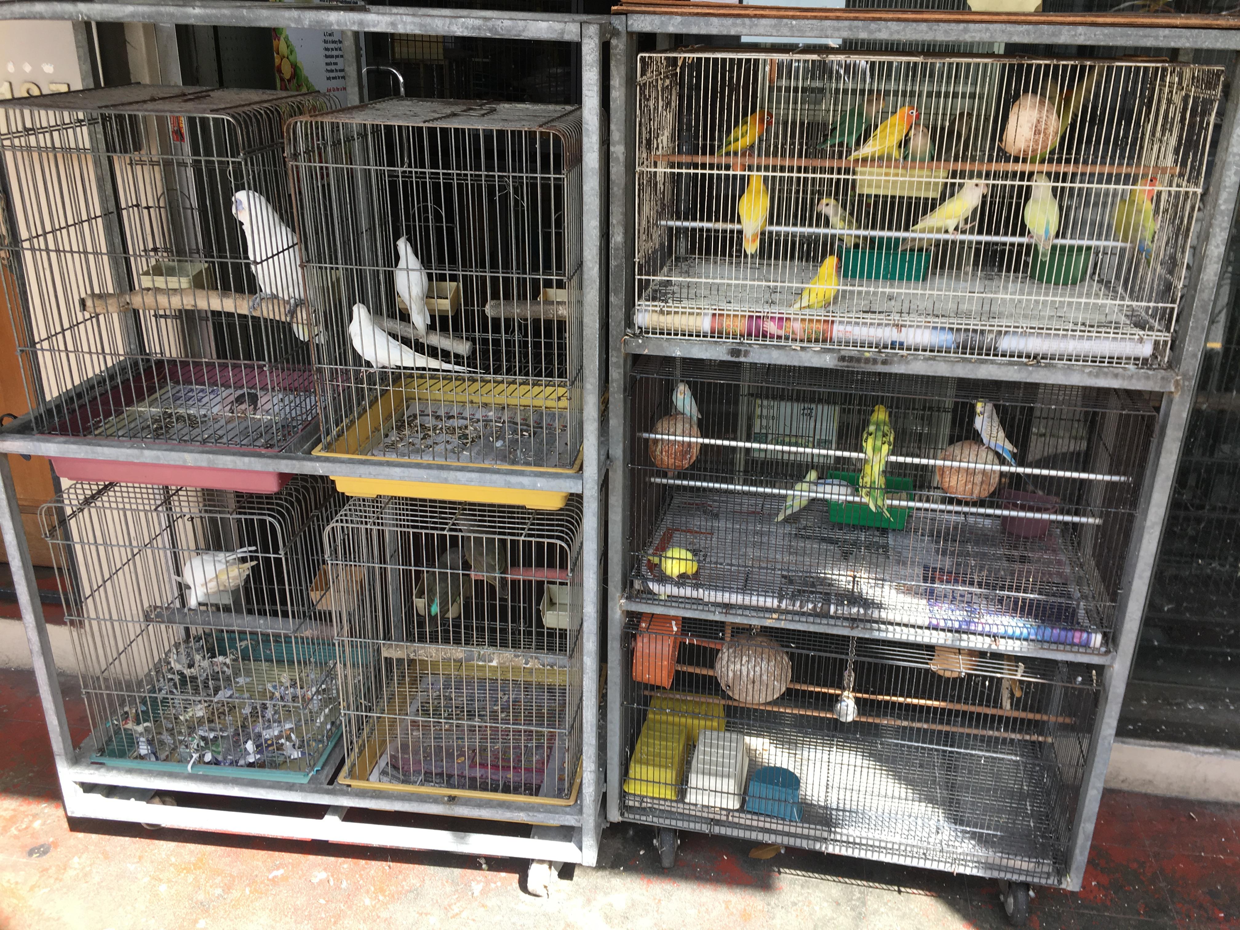 Birds of Geylang r/singapore