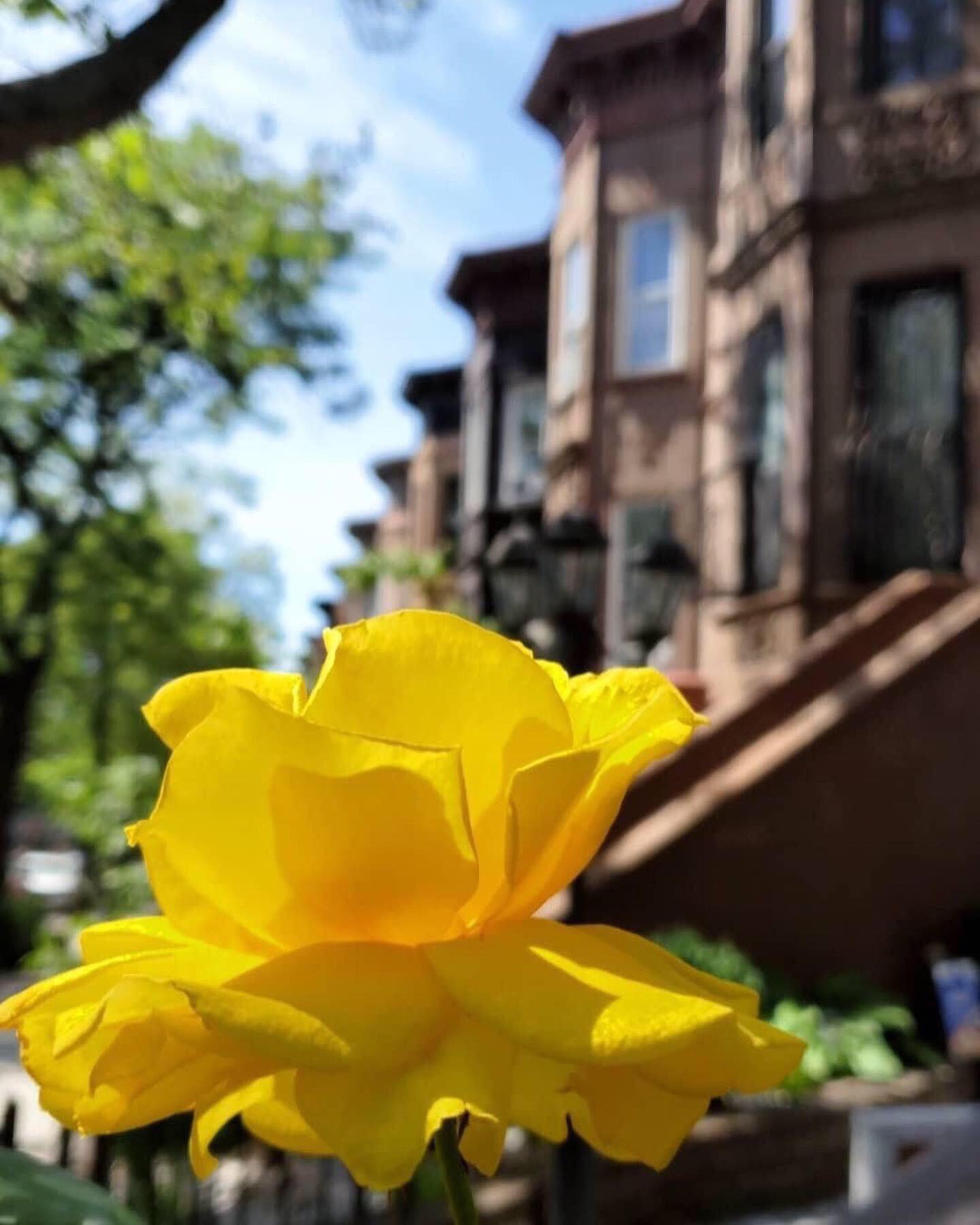 Flowers of NYC 🌼 r/nyc