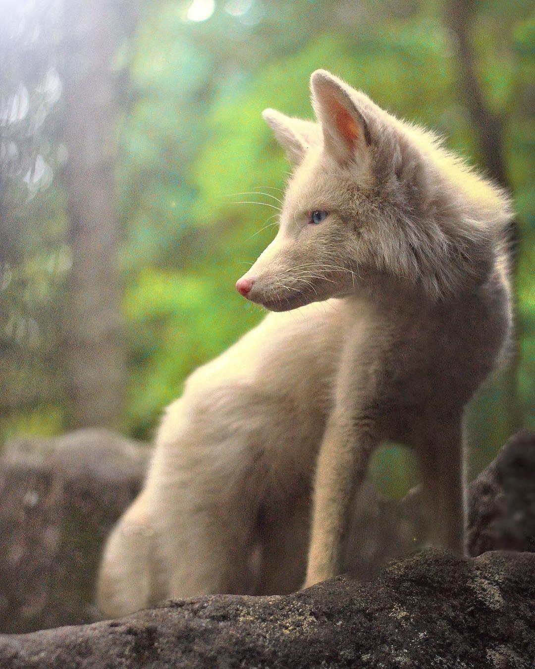 🔥 This magical white fox captured in a forest in Quebec, Canada 🔥 r