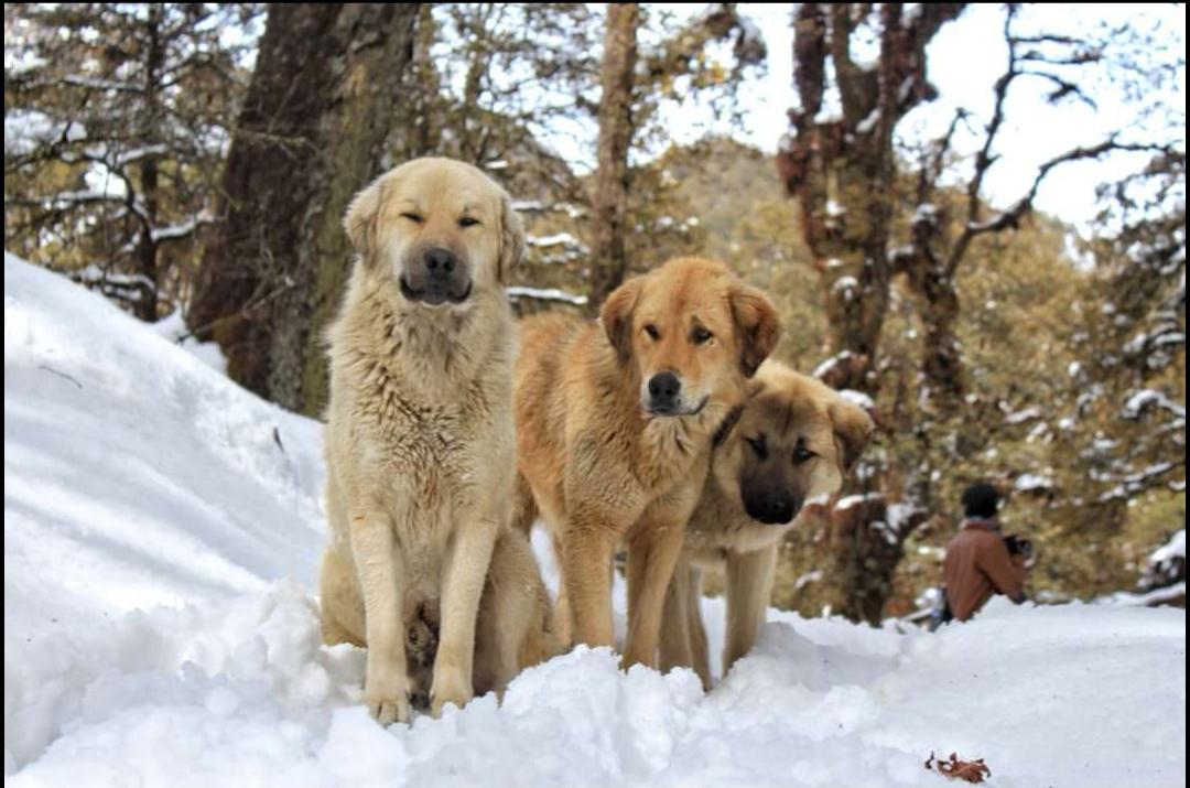 Mountain dogs that anyone on the trek. r/pics