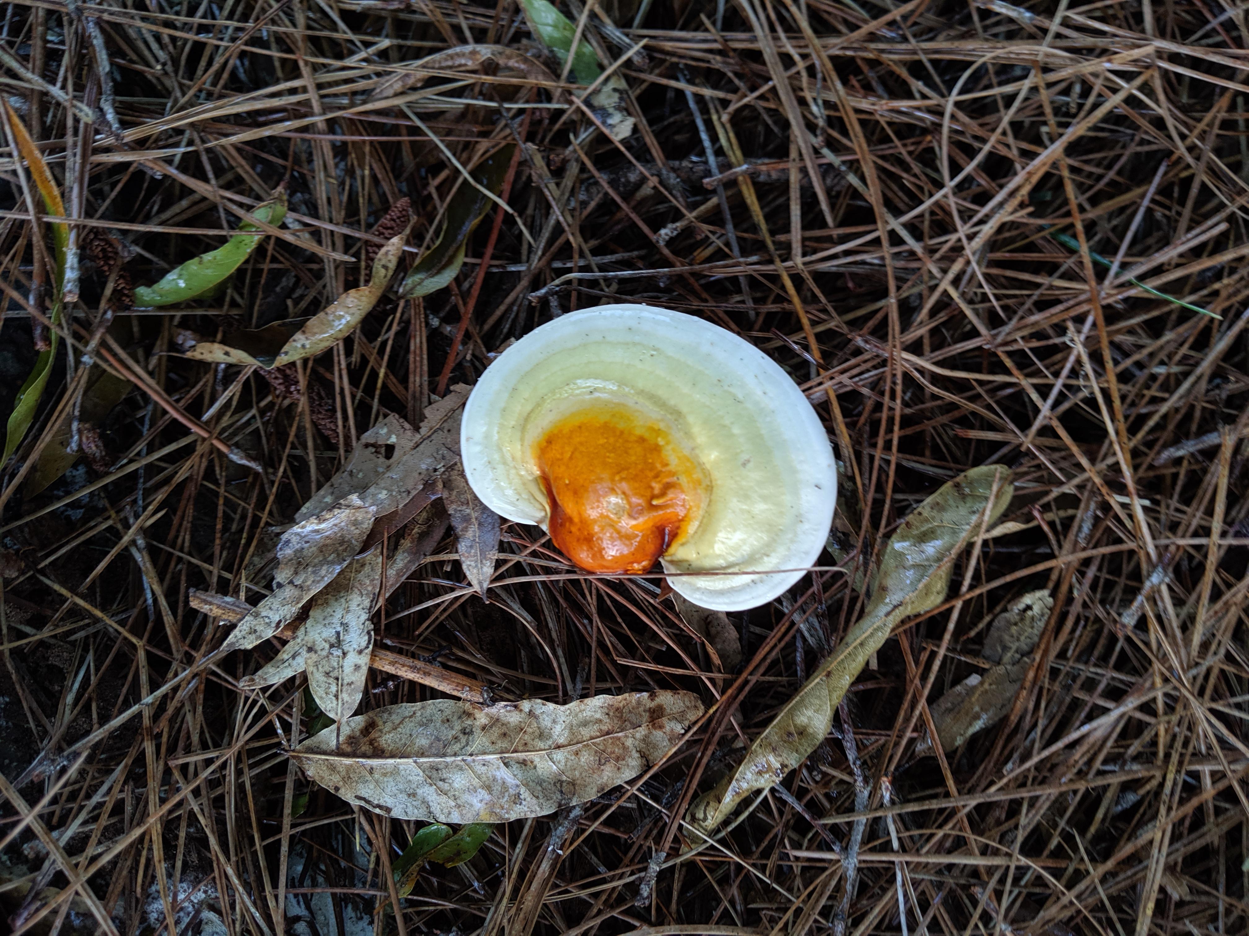 What is the actual name for this mushroom that looks like a fried egg