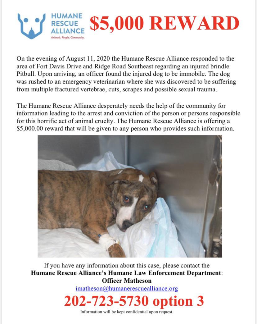 CONTENT WARNING Humane Rescue Alliance rescues sexually abused puppy