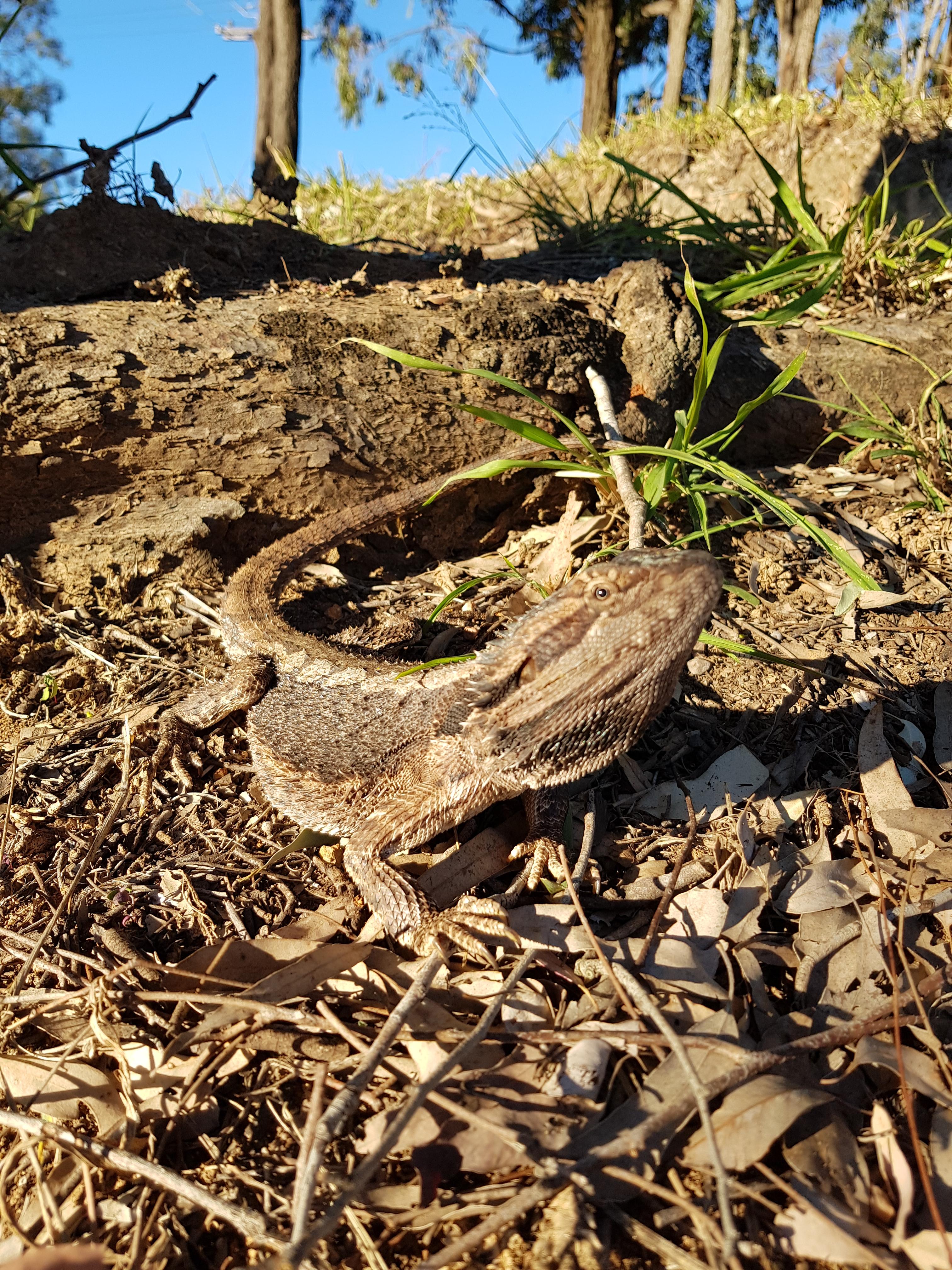 Identify? QLD, Australia. I see him everyday at work! r/Lizards