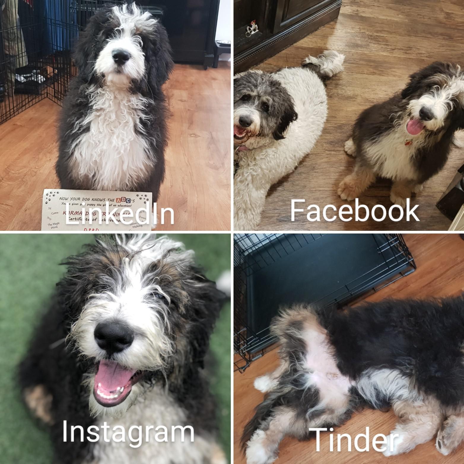 Jumping on the Bandwagon too! r/Bernedoodles